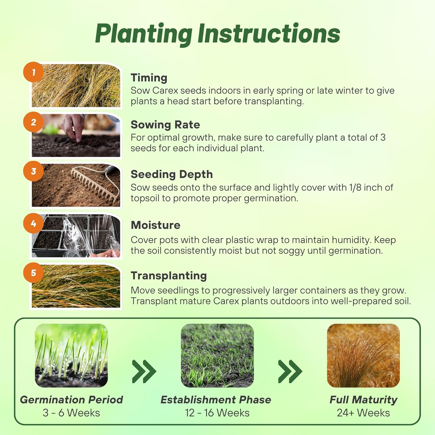 Carex Testacea Planting Directions