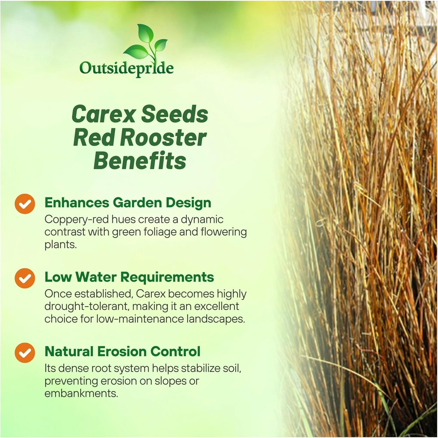 Carex Red Rooster Grass