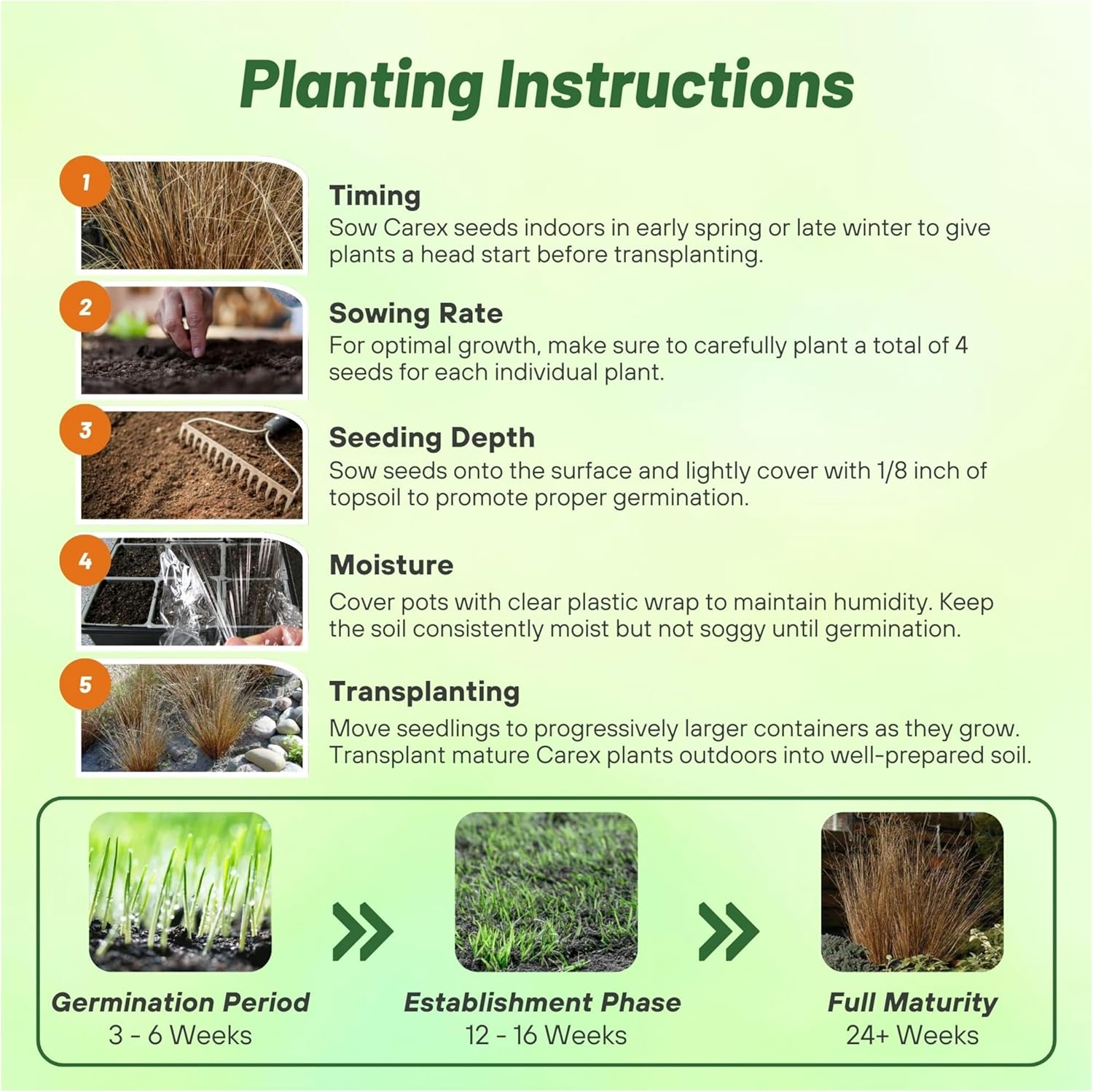 Carex Buchananii Planting Directions