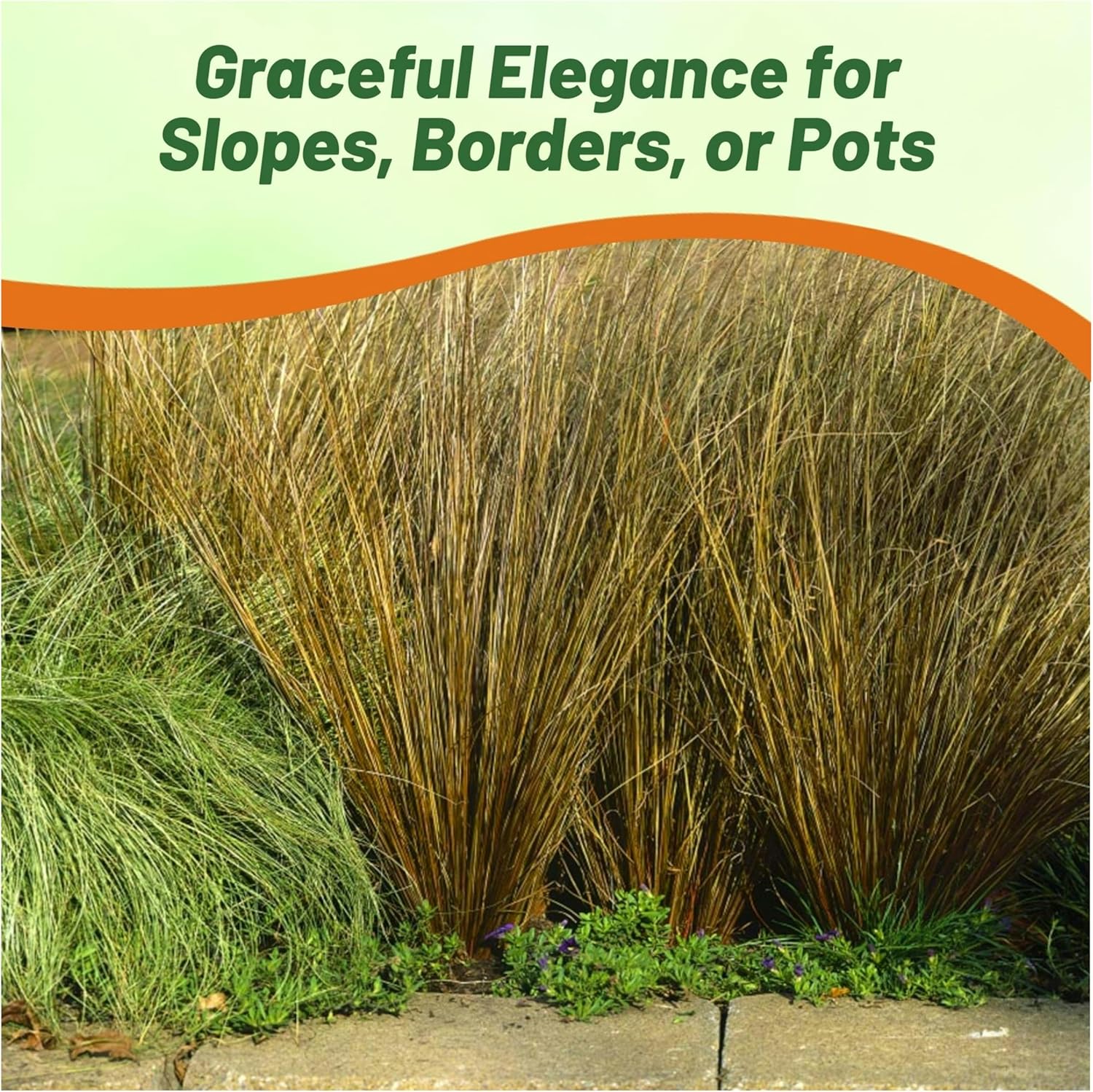 Carex Red Roster Decorative Grass