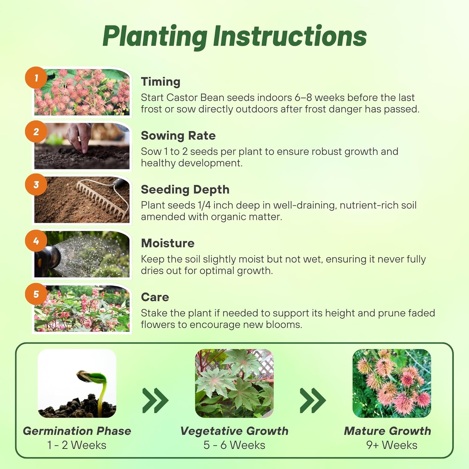 Bright Pink Castor Bean Planting Directions