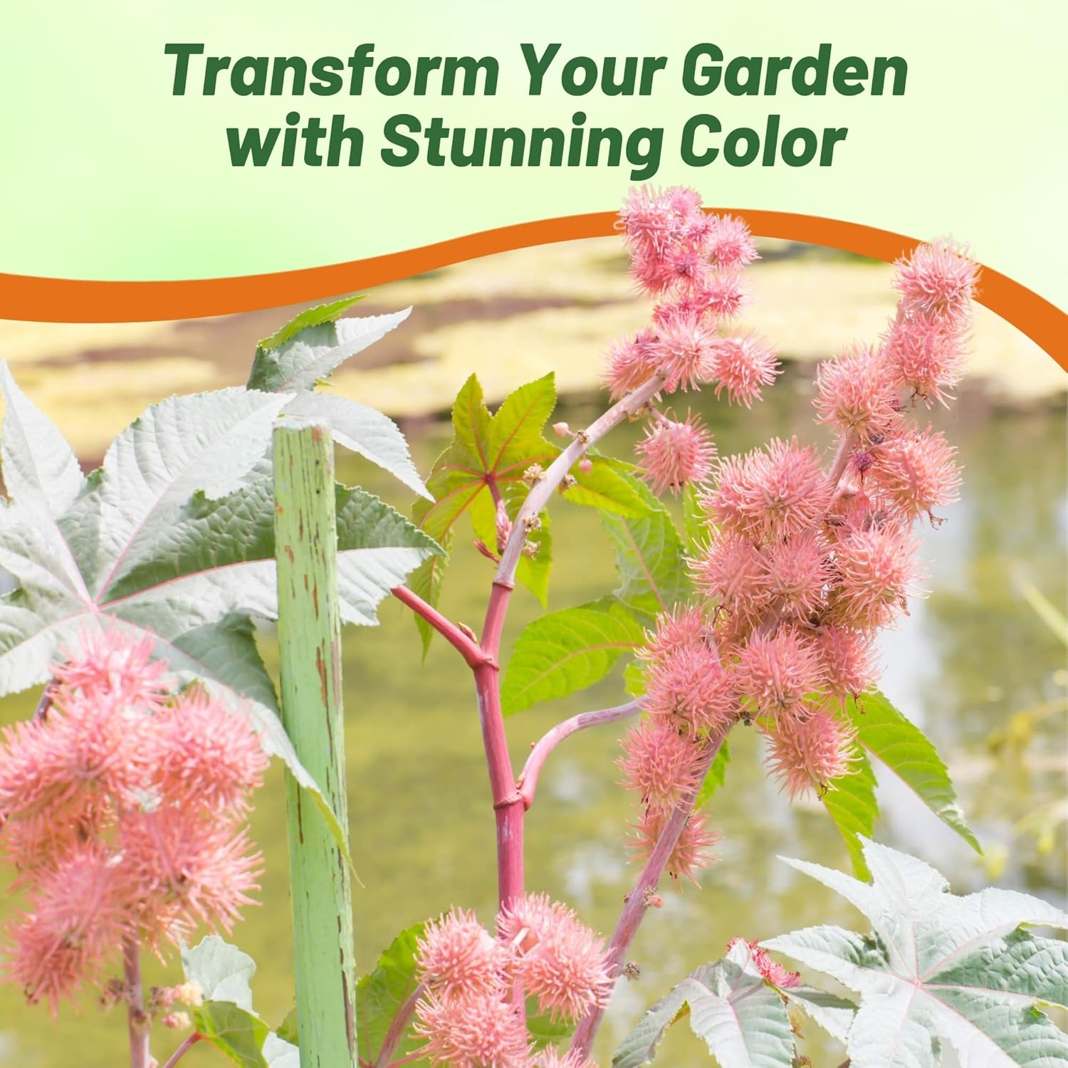 Bright Pink Castor Bean Seed