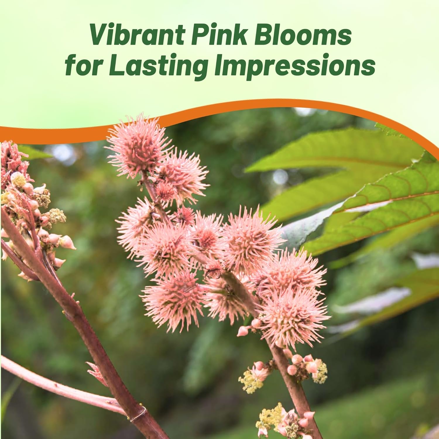 Bright Pink Castor Bean Flower Seed