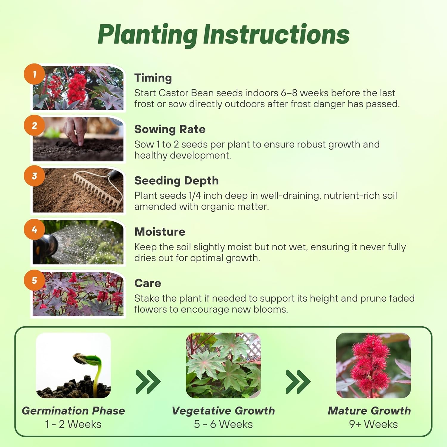 Castor Bean Impala Planting Directions