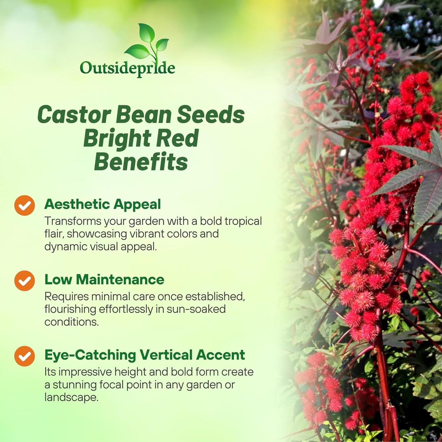 Bright Red Castor Bean Foliage Plant