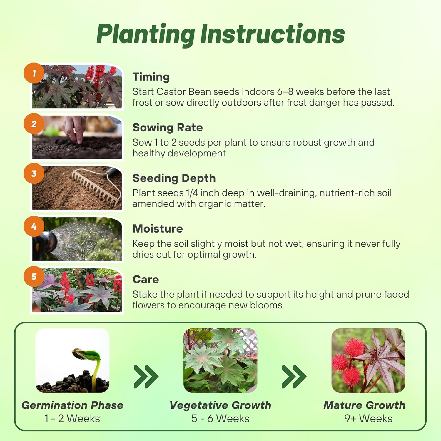 Bright Red Castor Bean Planting Directions