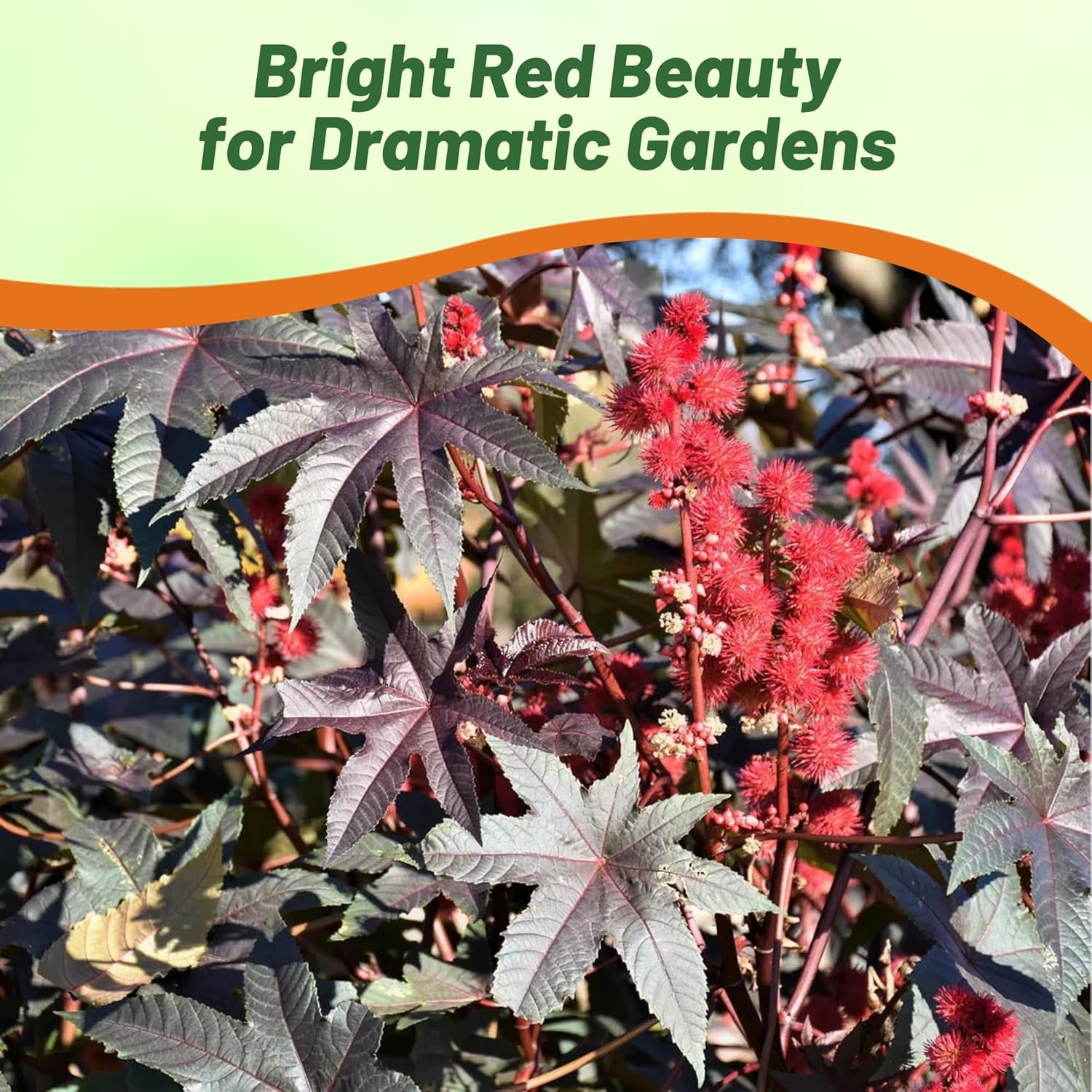 Bright Red Castor Bean Plants