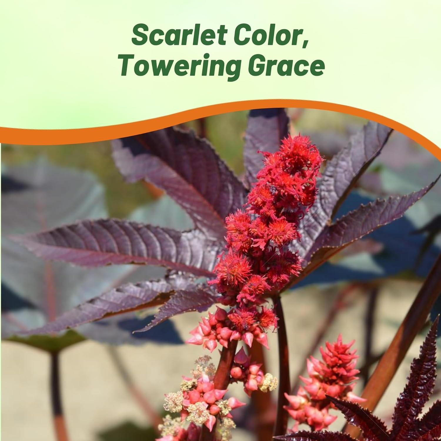 Bright Red Castor Bean Seeds