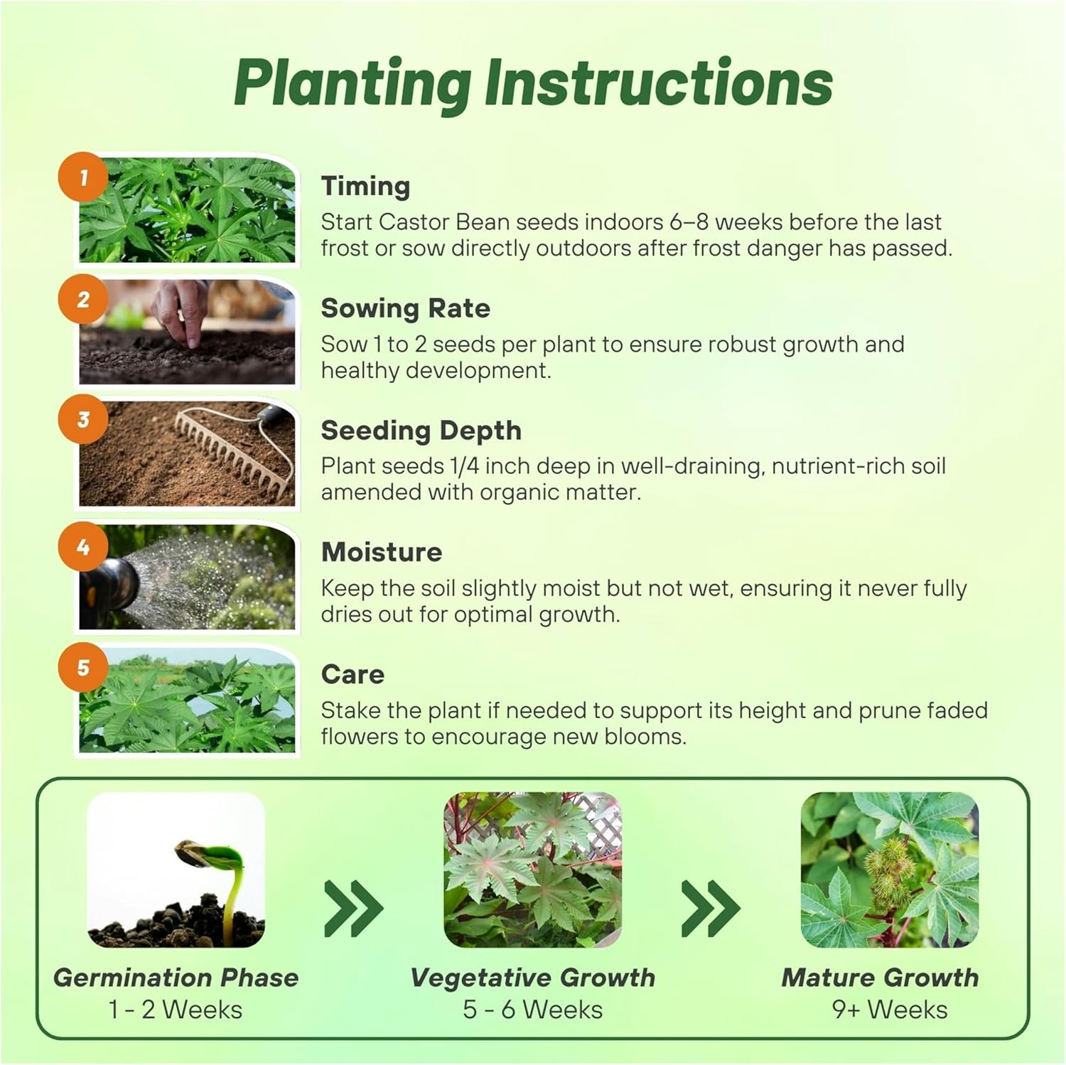 Castor Bean Zanzibariensis Planting Directions