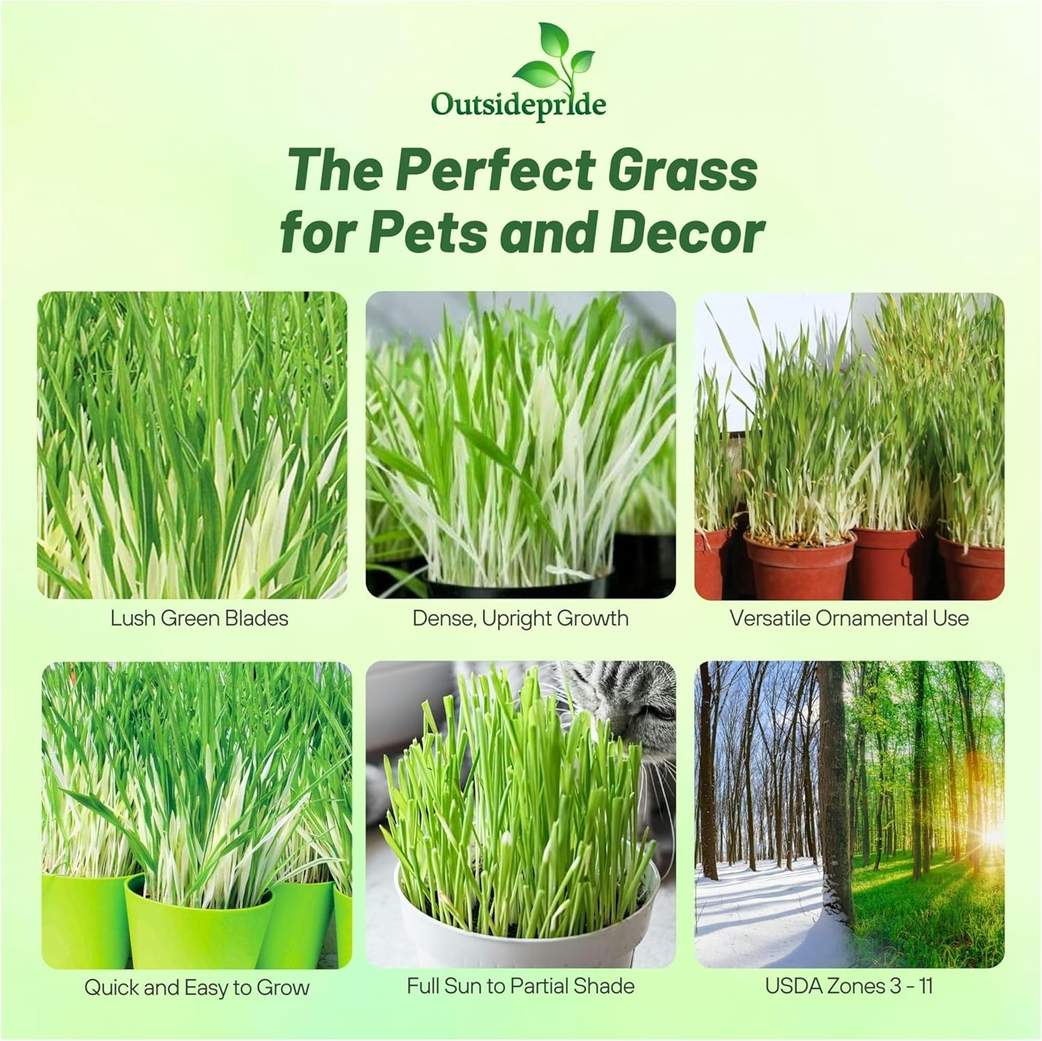 Cat Grass Seed