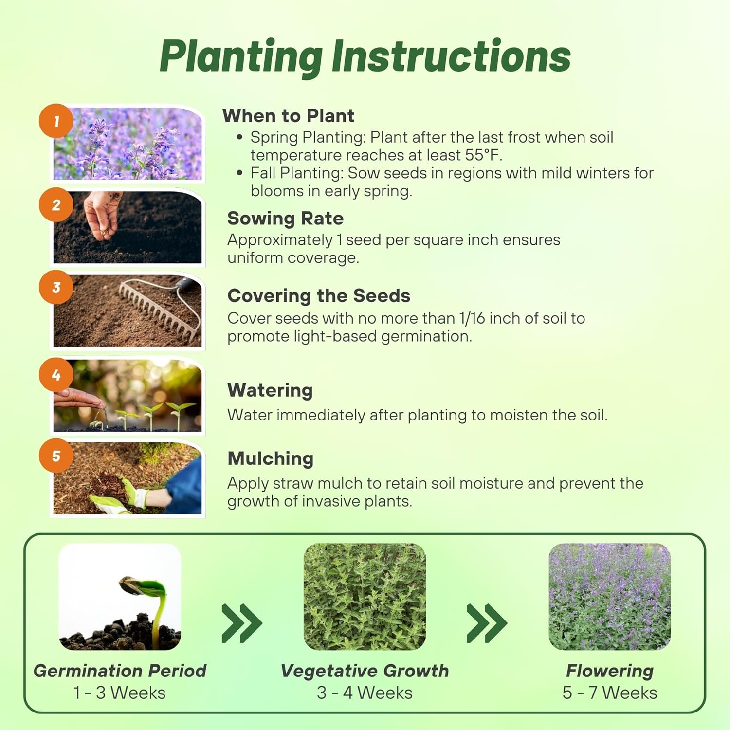 Catnip Herb Planting Directions