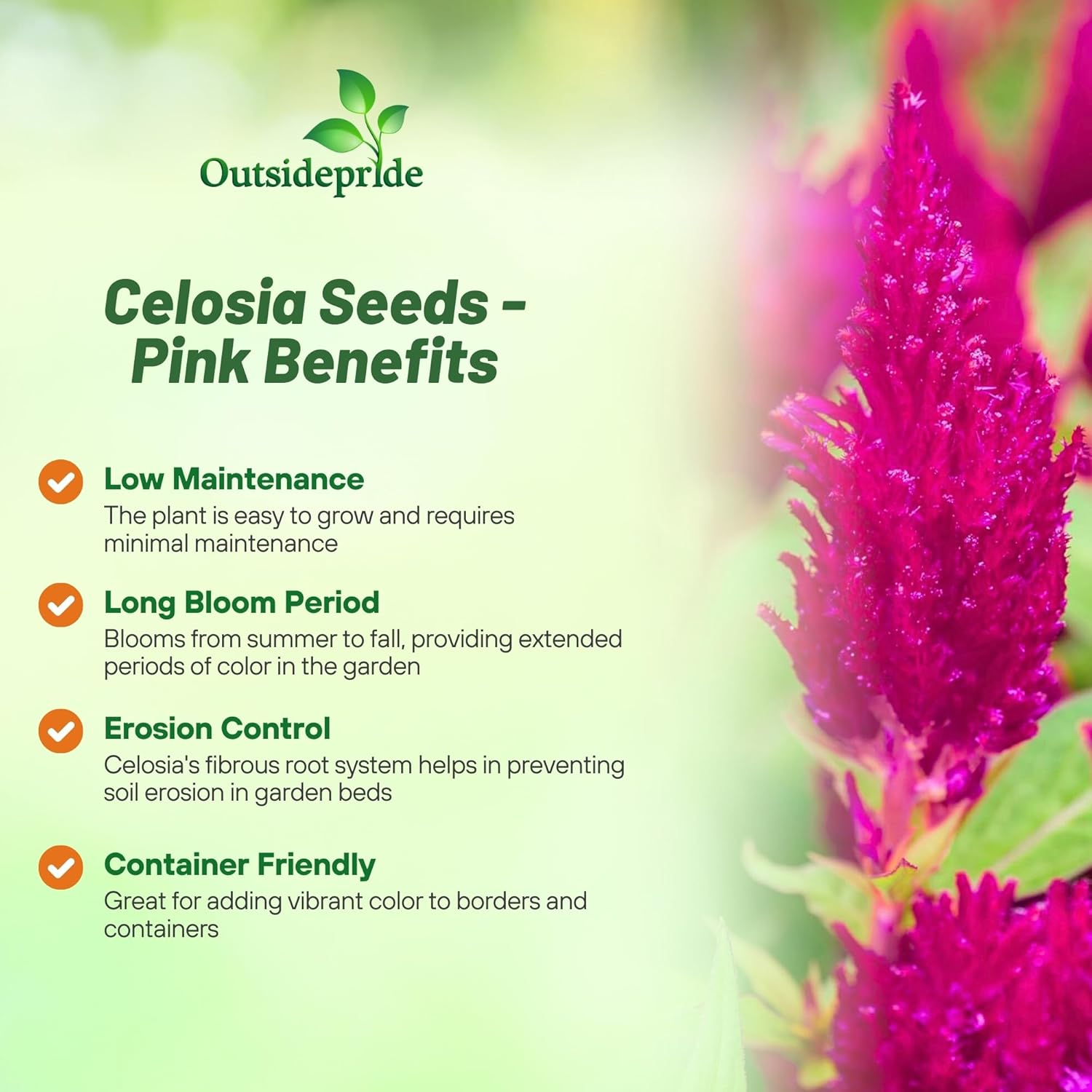 Celosia Plumosa Pink Planting Directions