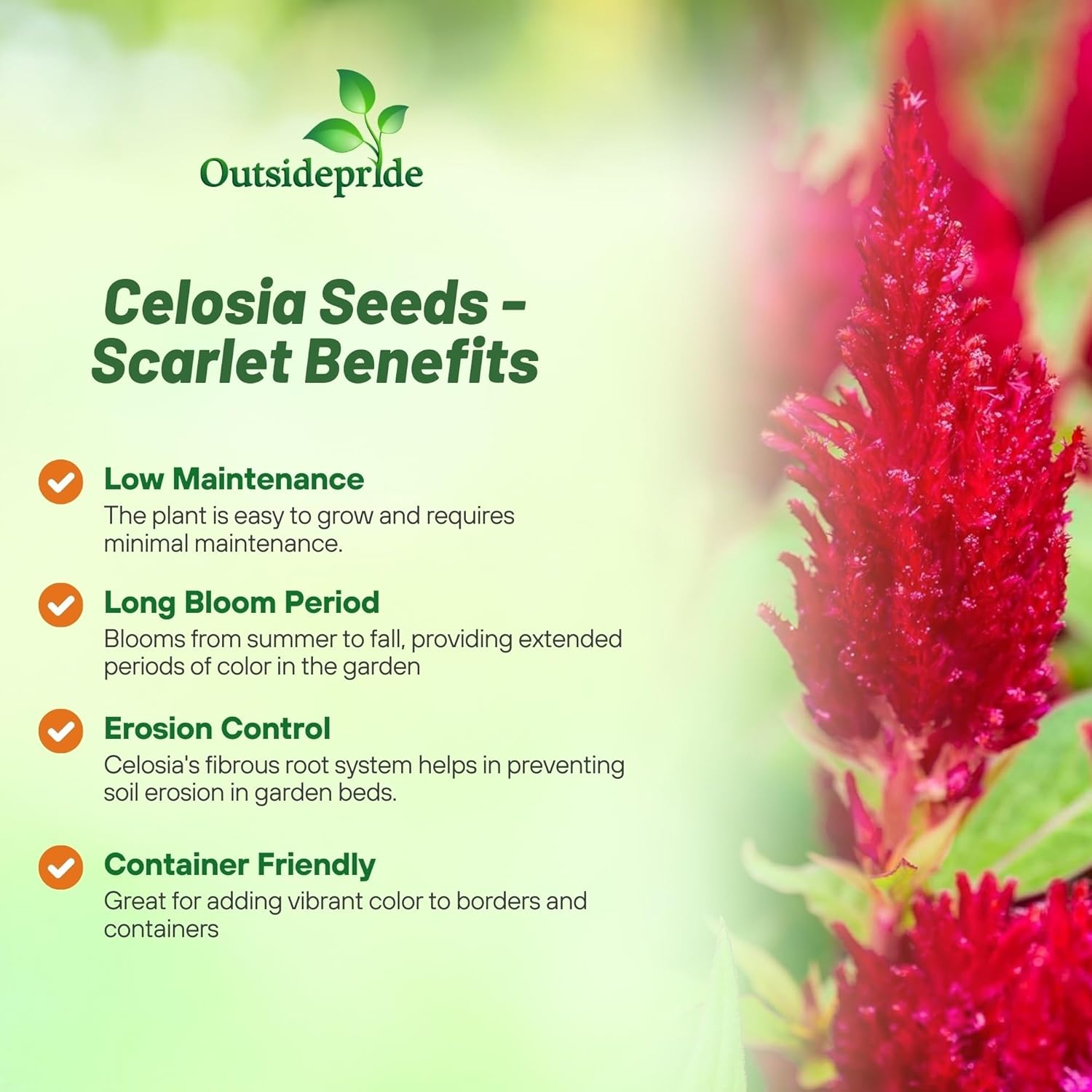 Celosia Plumosa Scarlet Plants