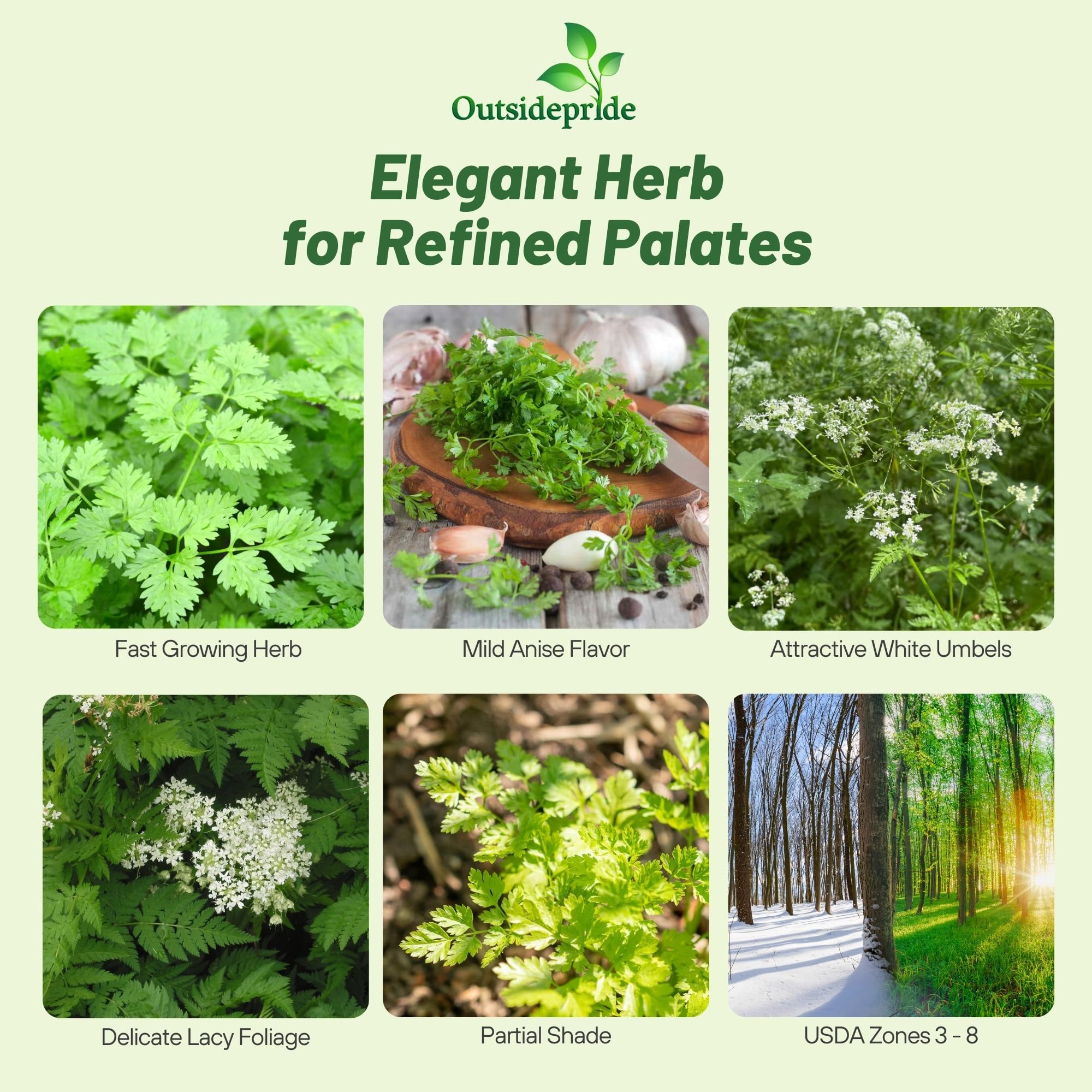 Chervil Culinary Herb Uses
