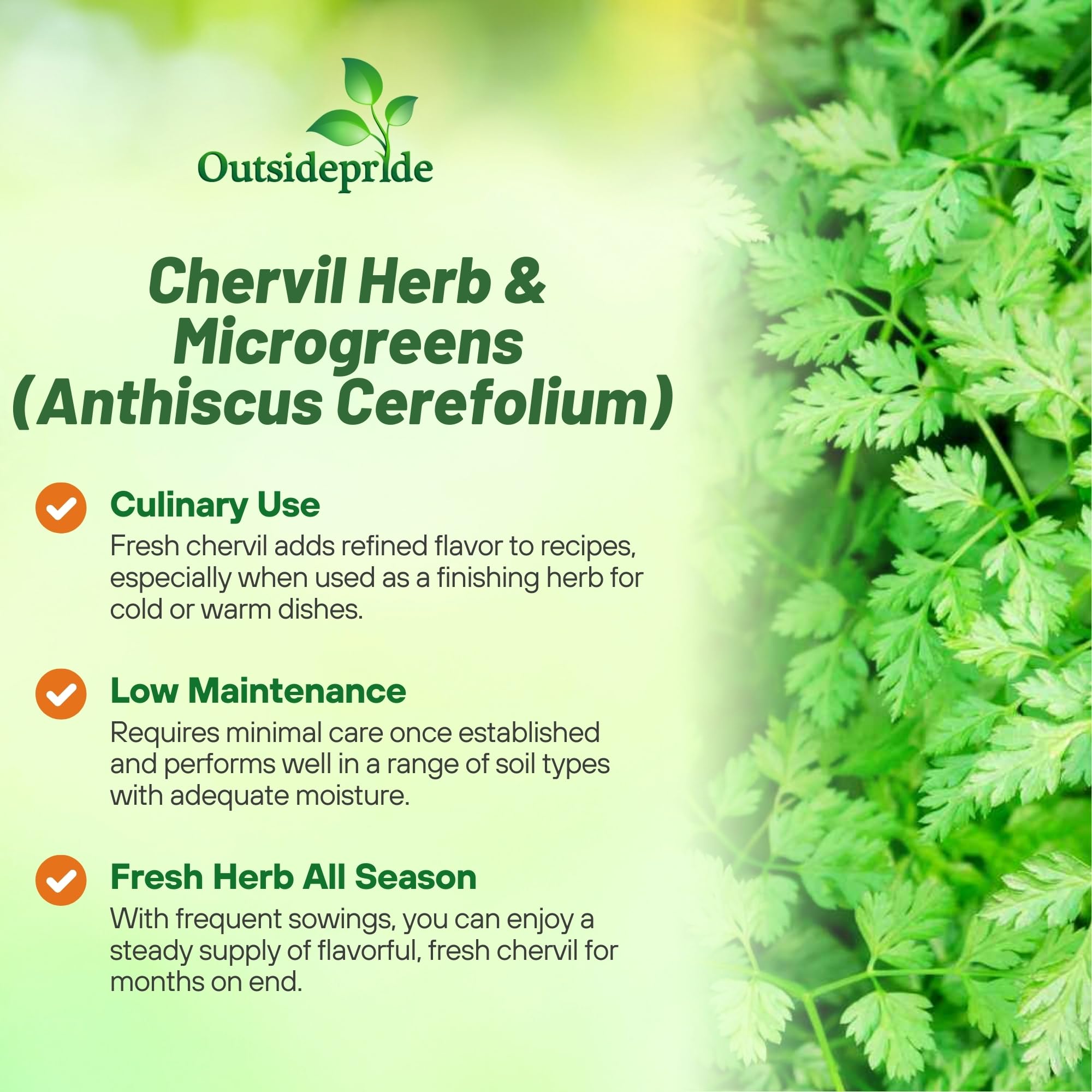 Chervil Culinary Herb Benefits