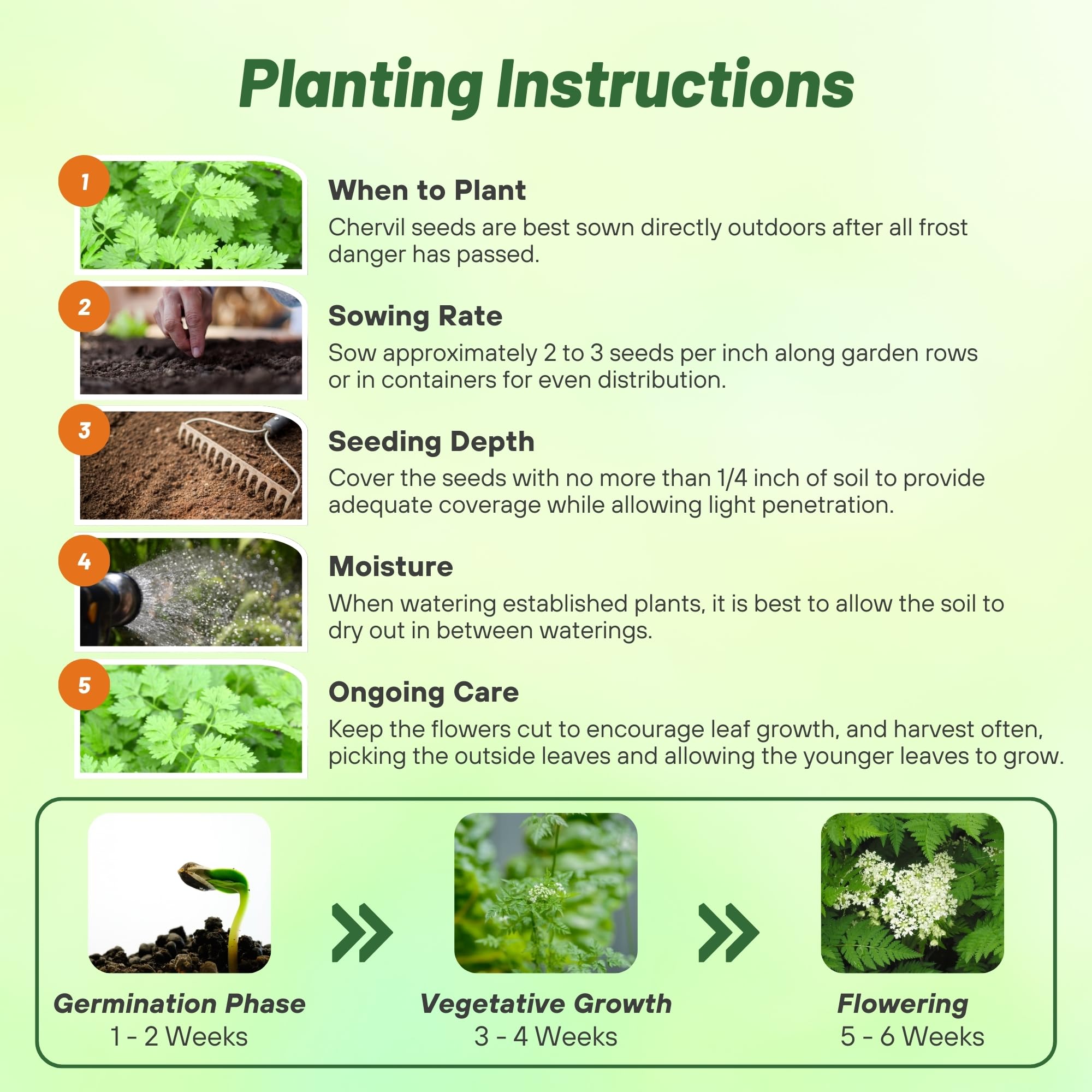 Chervil Culinary Herb Planting Directions
