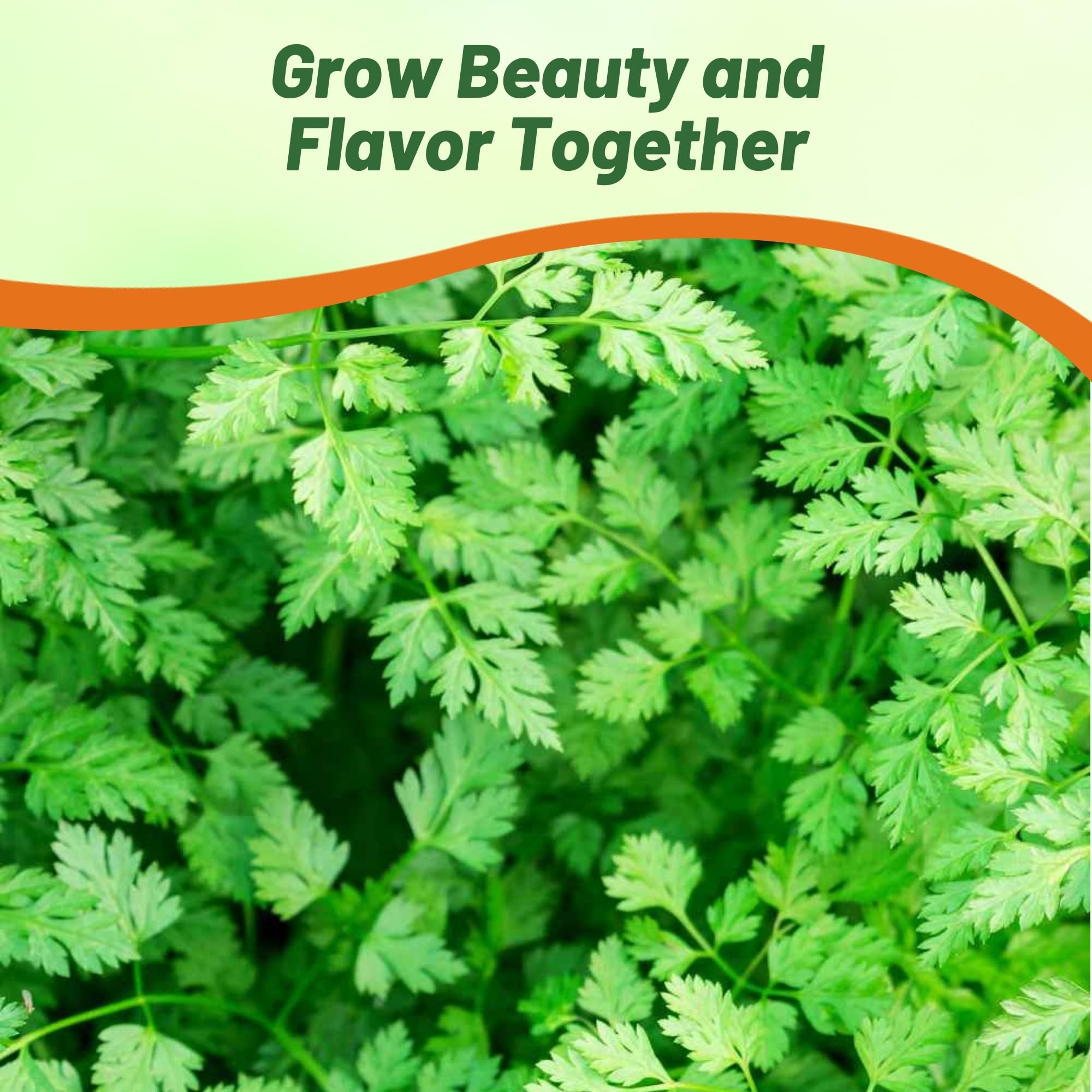 Chervil Cooking Herb Garden Plant