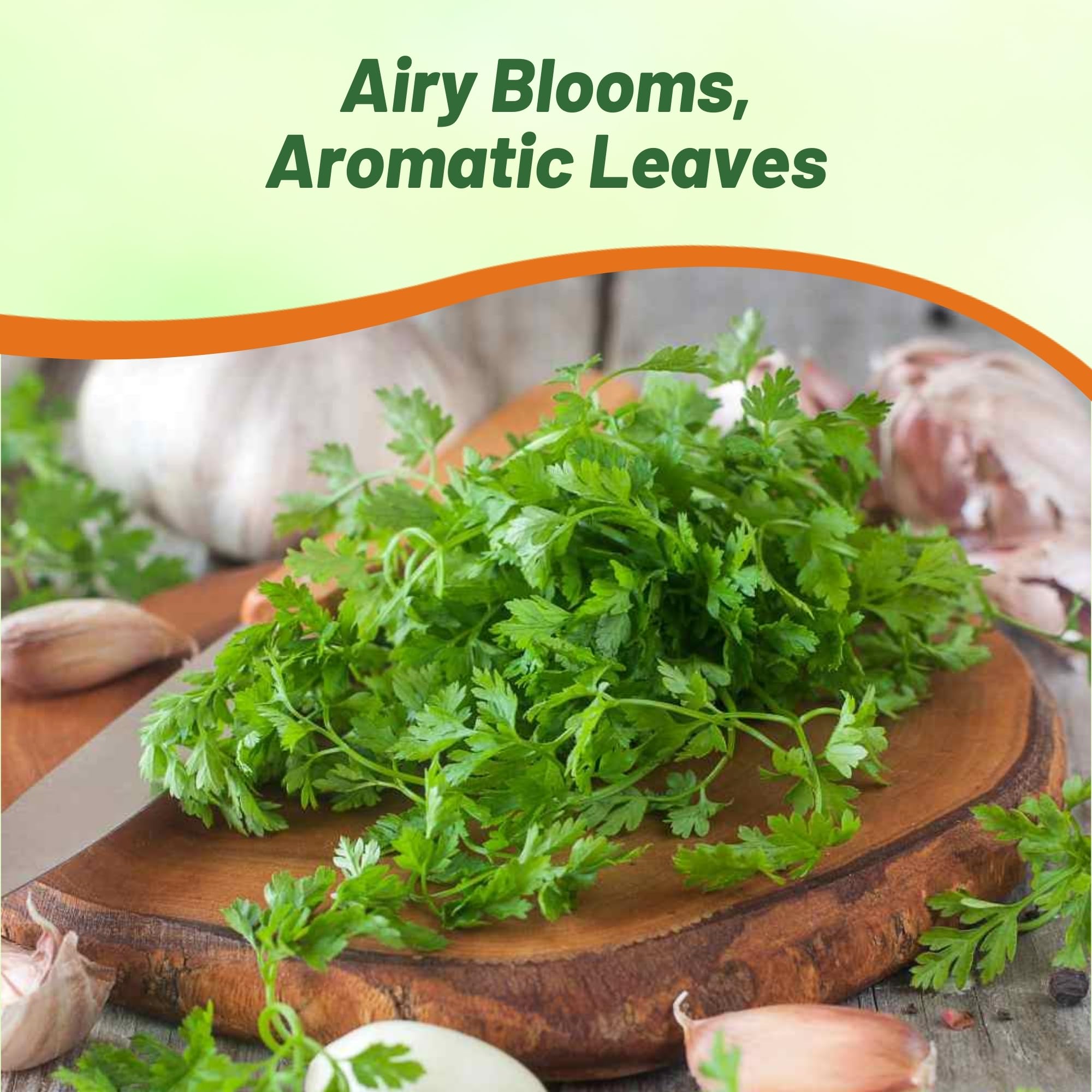 Chervil Herb Garden Seeds