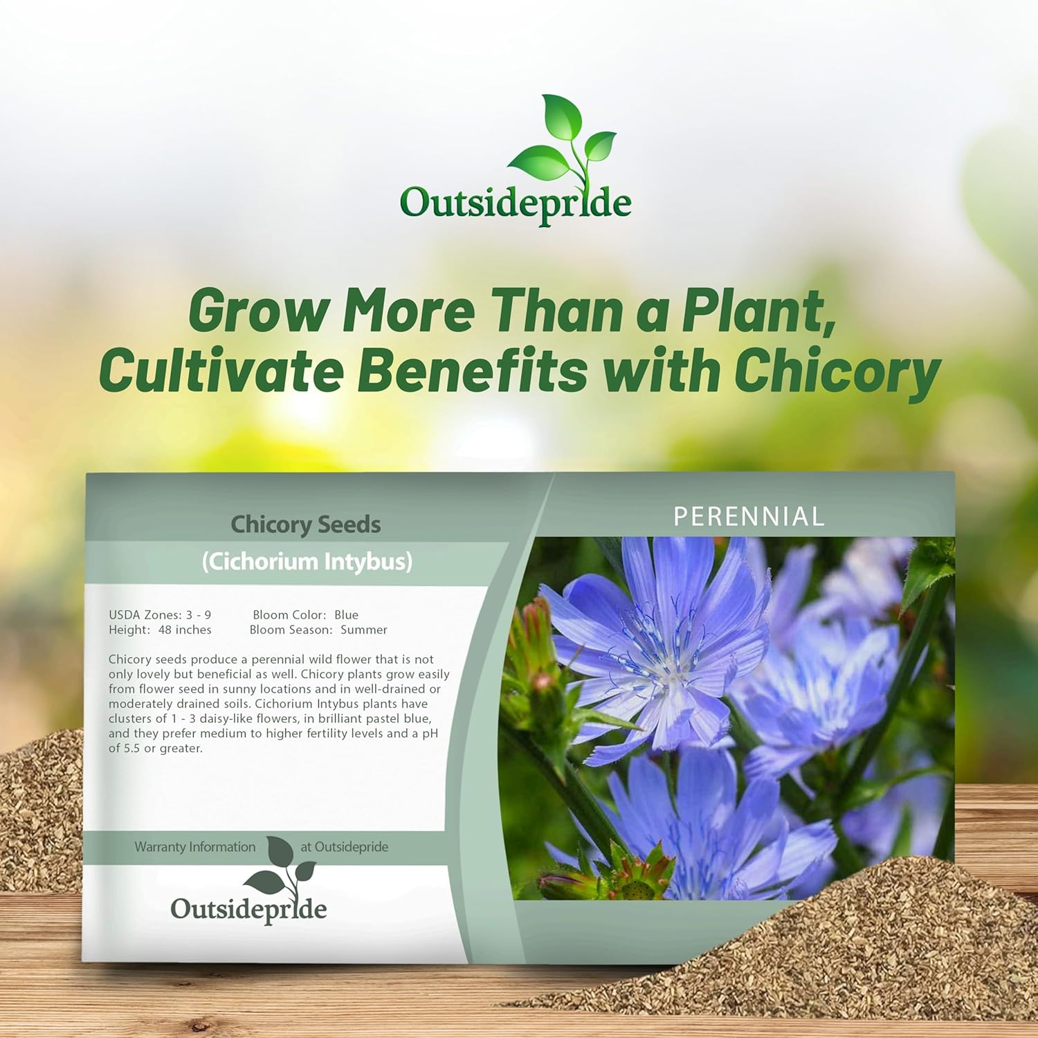 Chicory Seed Packet