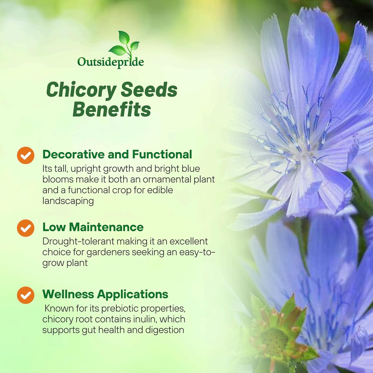 Chicory Flower Seeds