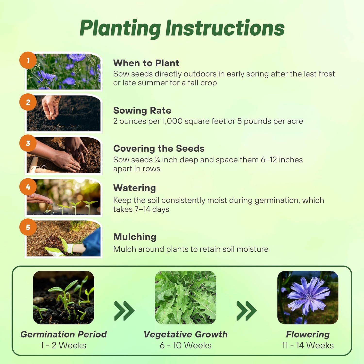 Chicory Planting Directions