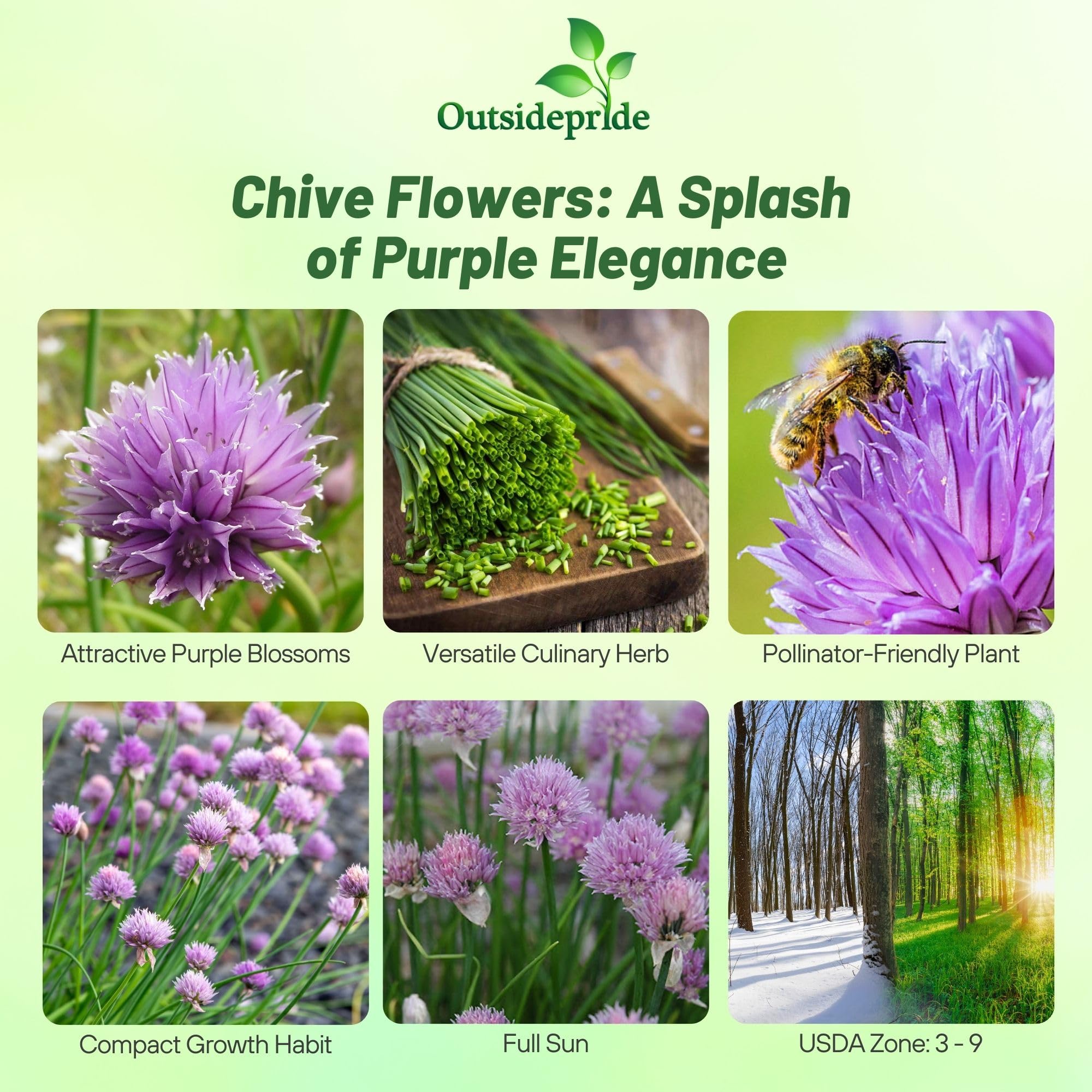 Chives Fresch Cut Herbs