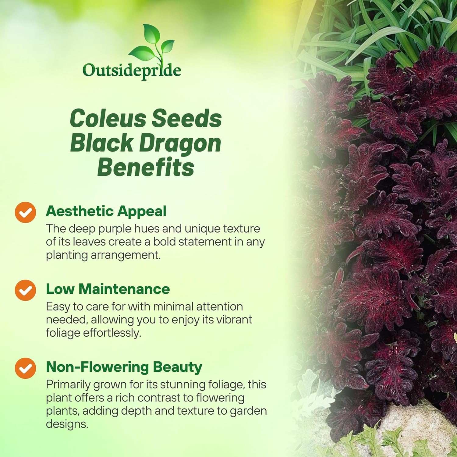 Coleus Black Dragon House Plant