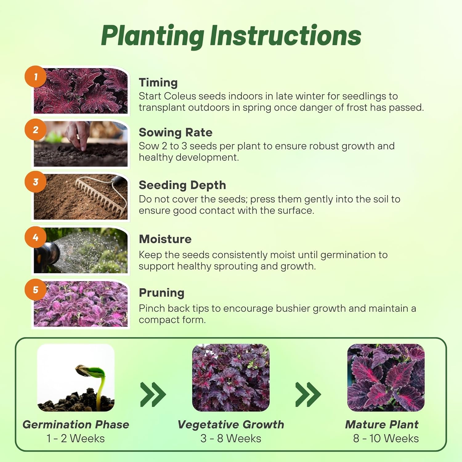 Coleus Black Dragon Planting Directions