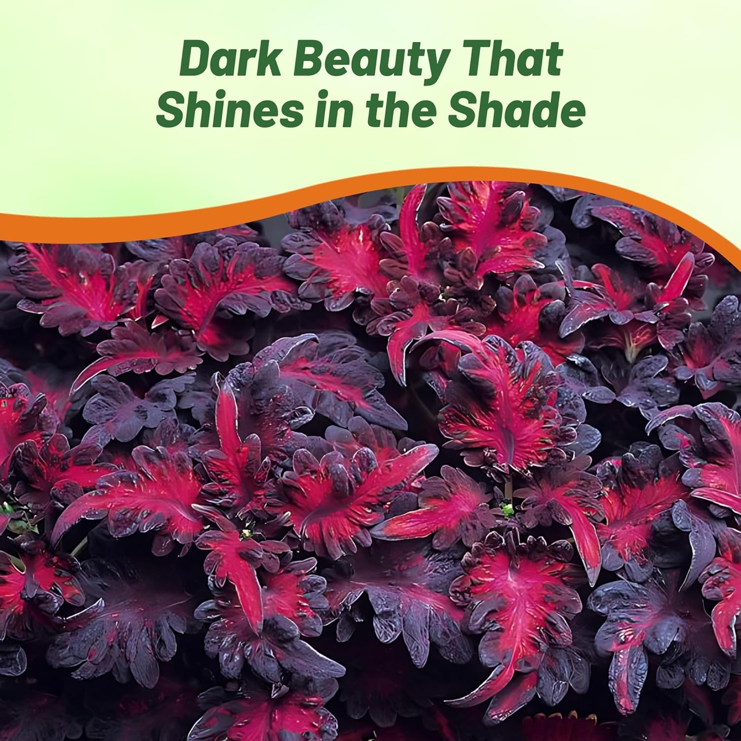 Coleus Black Dragon Foliage Plant Seed