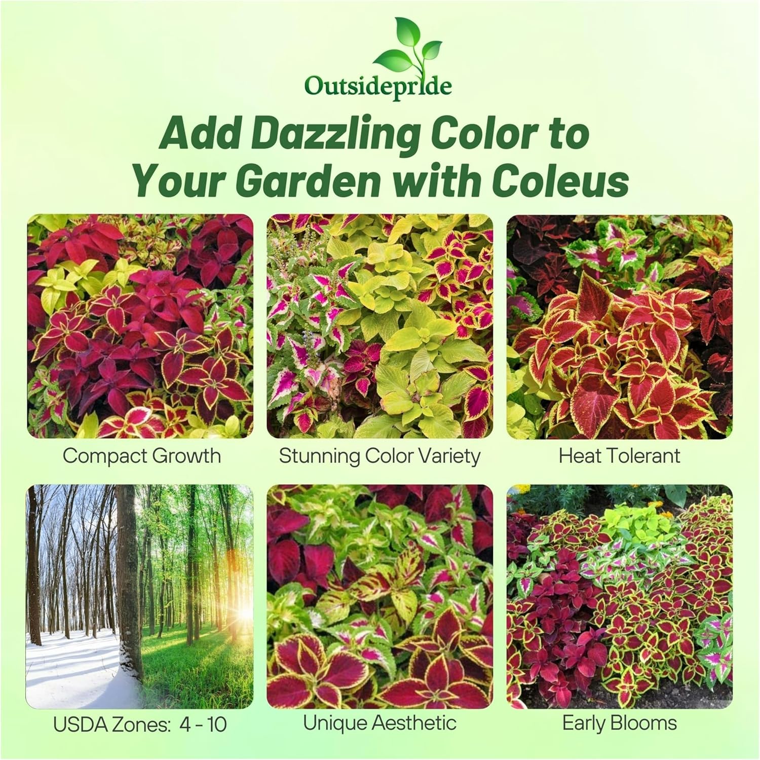 Coleus Fairway House Plant Mix