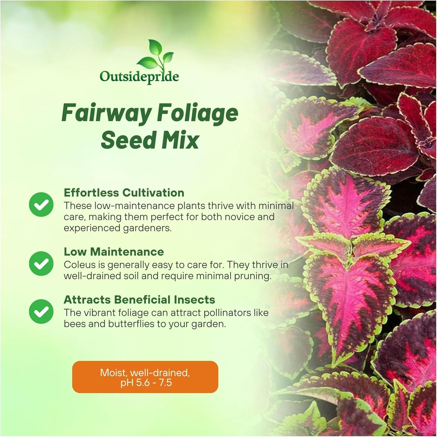 Coleus Fairway Seed Mixture