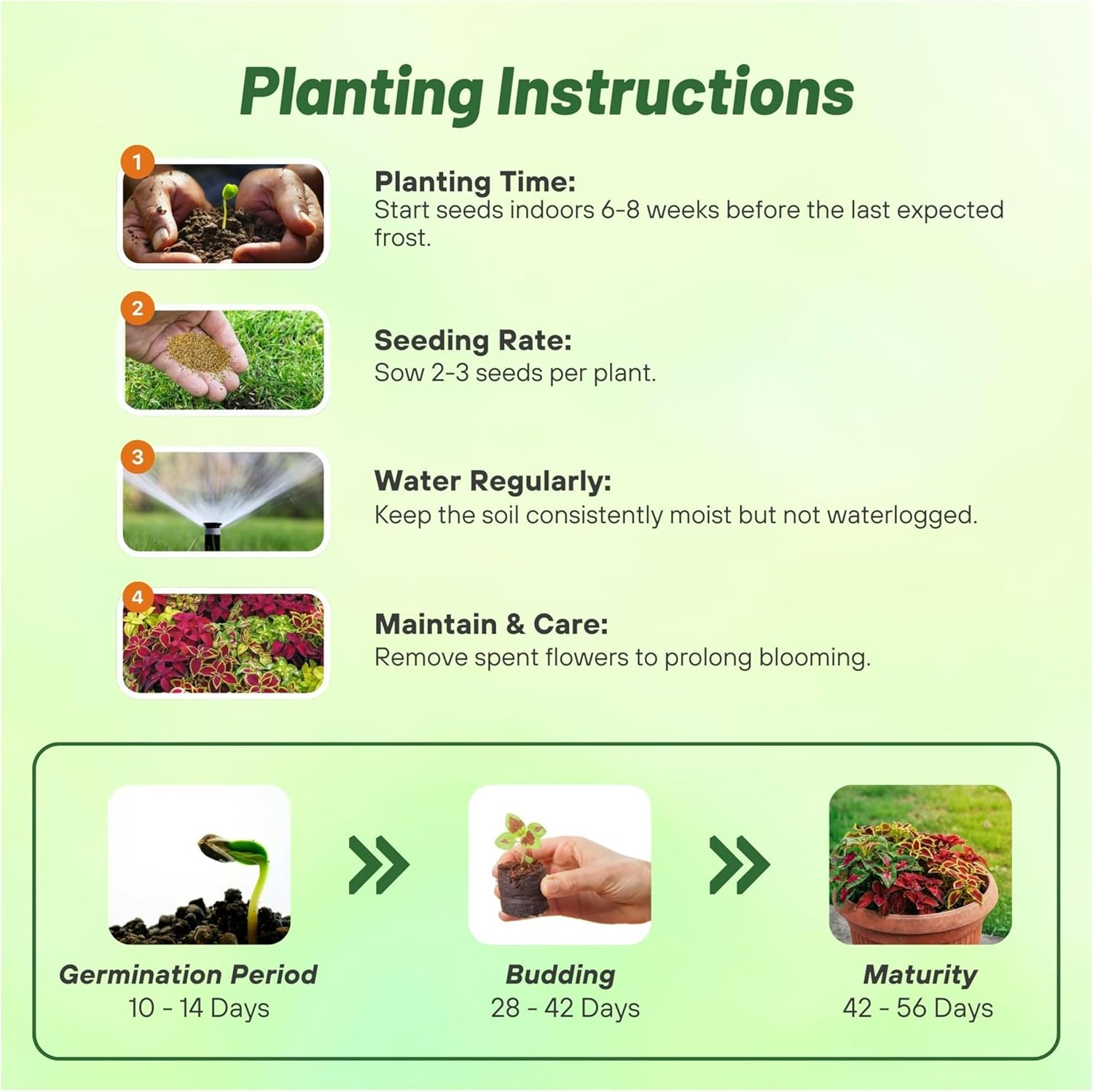 Coleus Fairway Mix Planting Directions