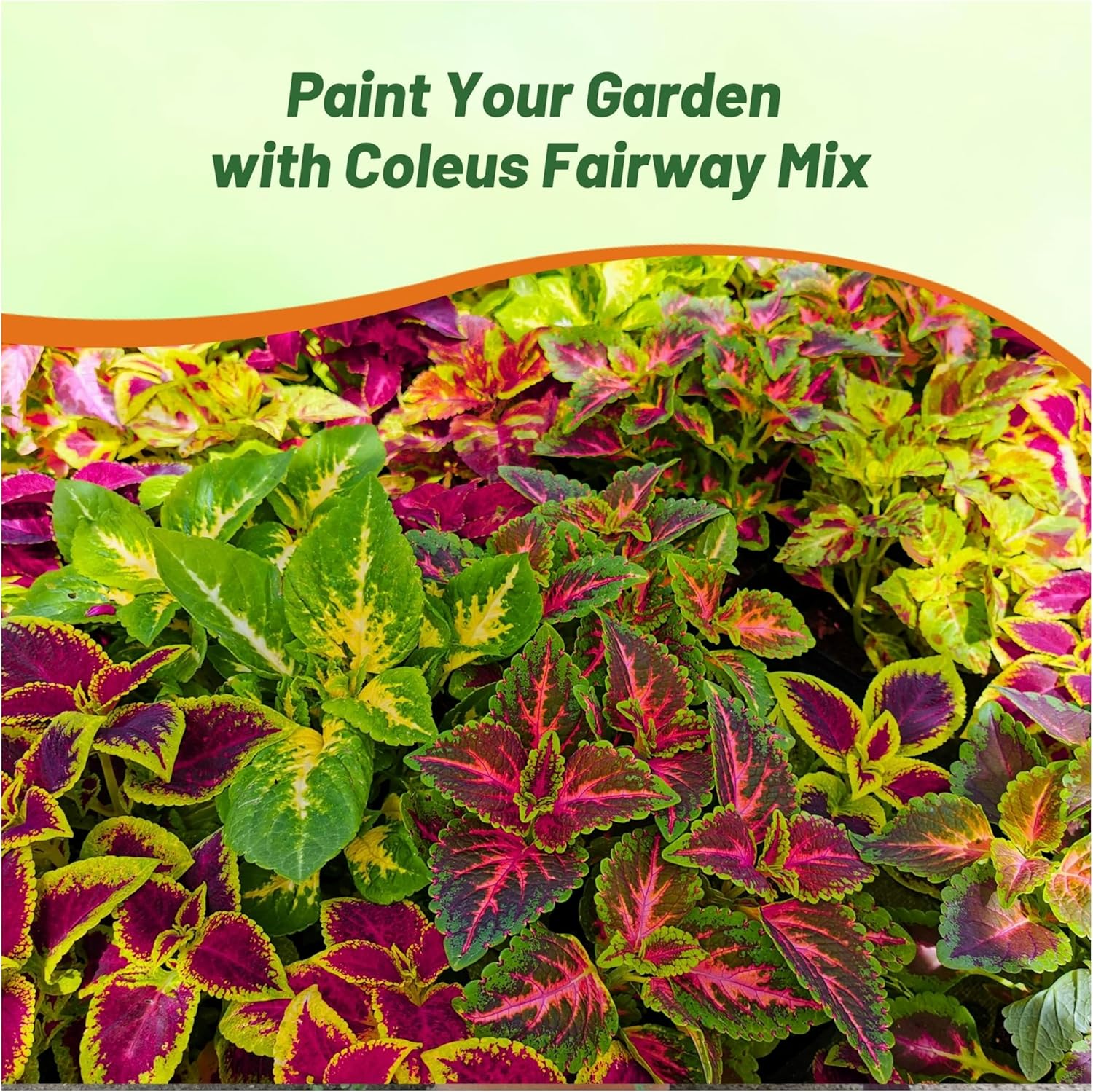 Coleus Fairway Indoor Plant Mix