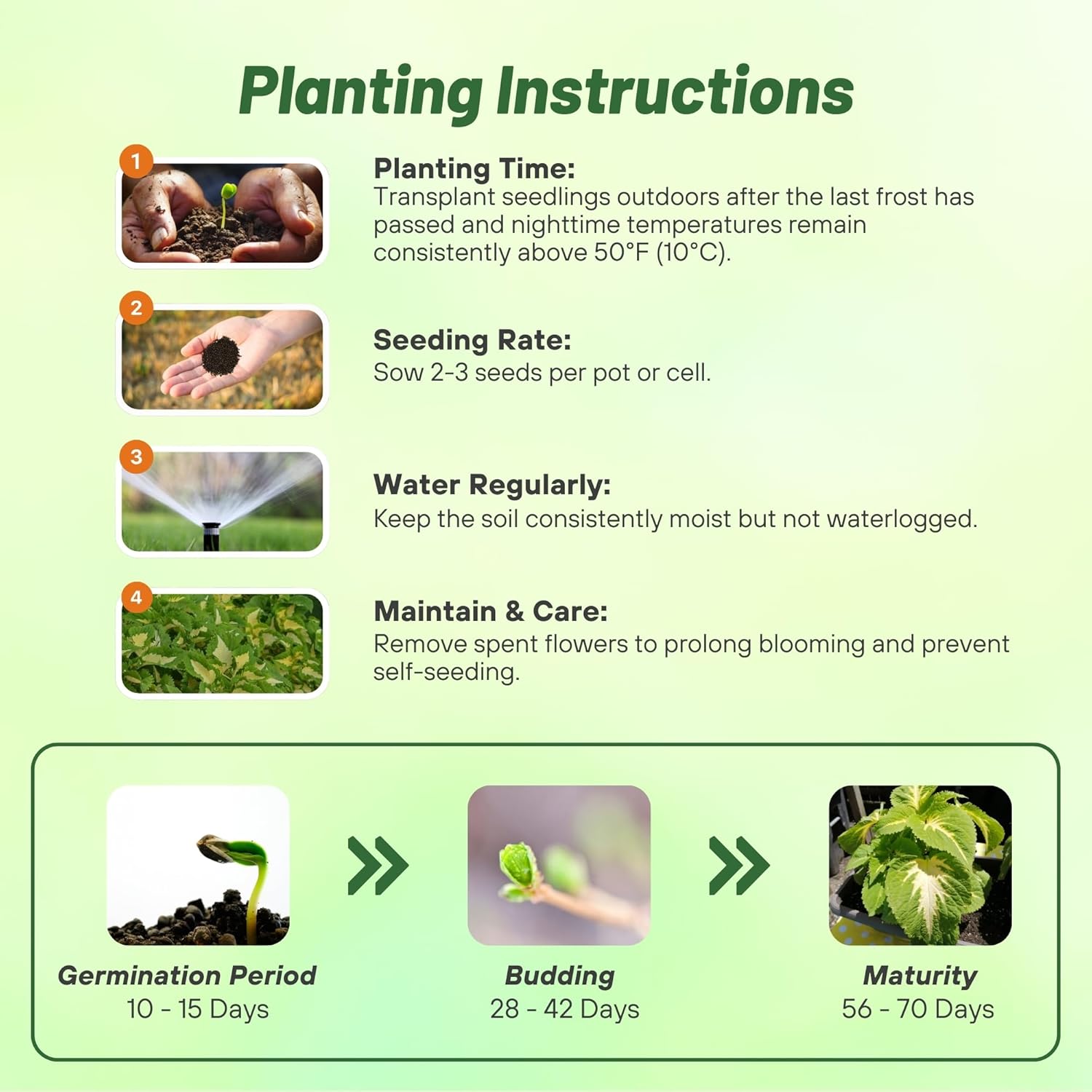 Coleus Kong Green Planting Directions