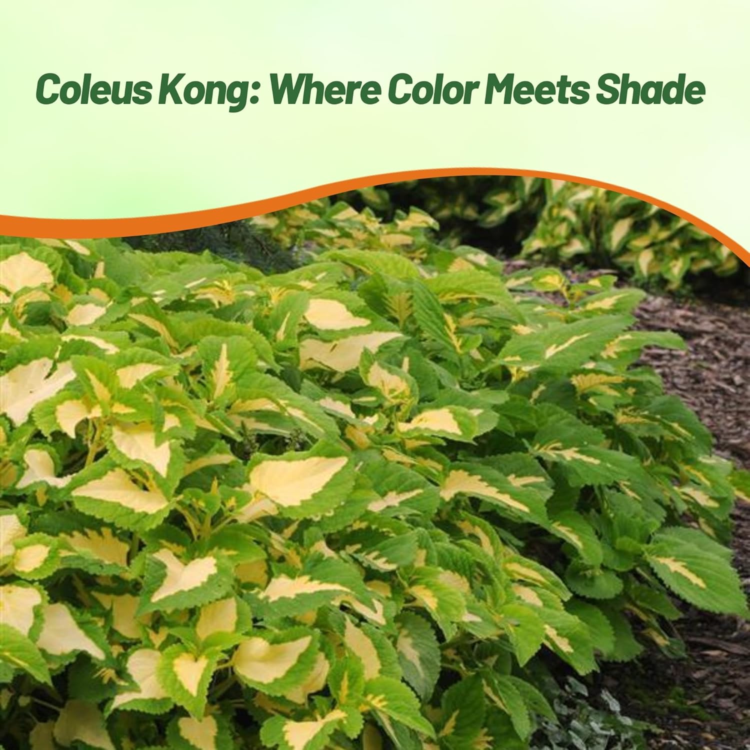 Coleus Kong Green Foliage Plant