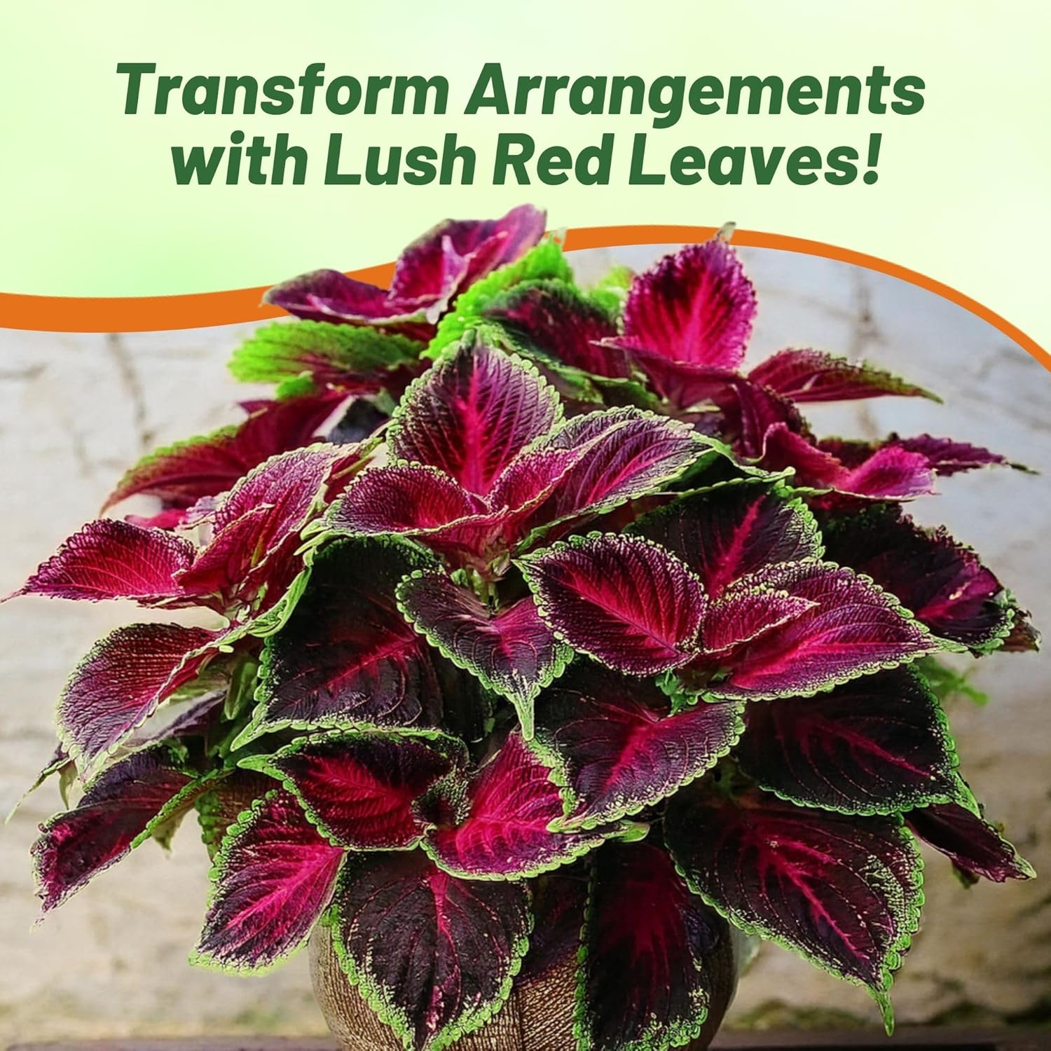 Coleus Kong Red Foliage Plant