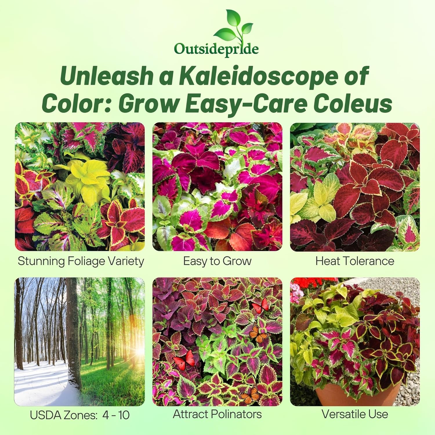 Coleus Rainbow Indoor Plant Mix