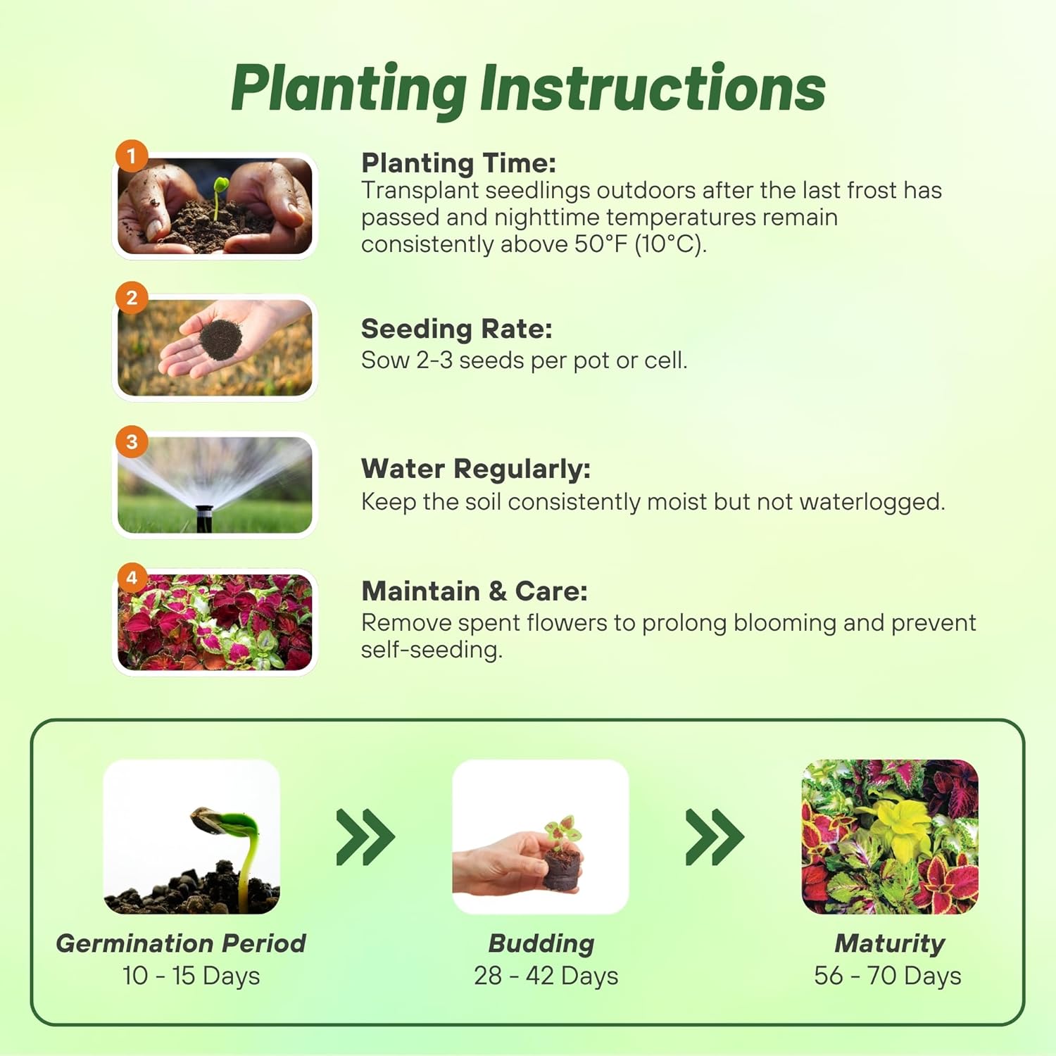 Coleus Rainbow Mix Planting Directions