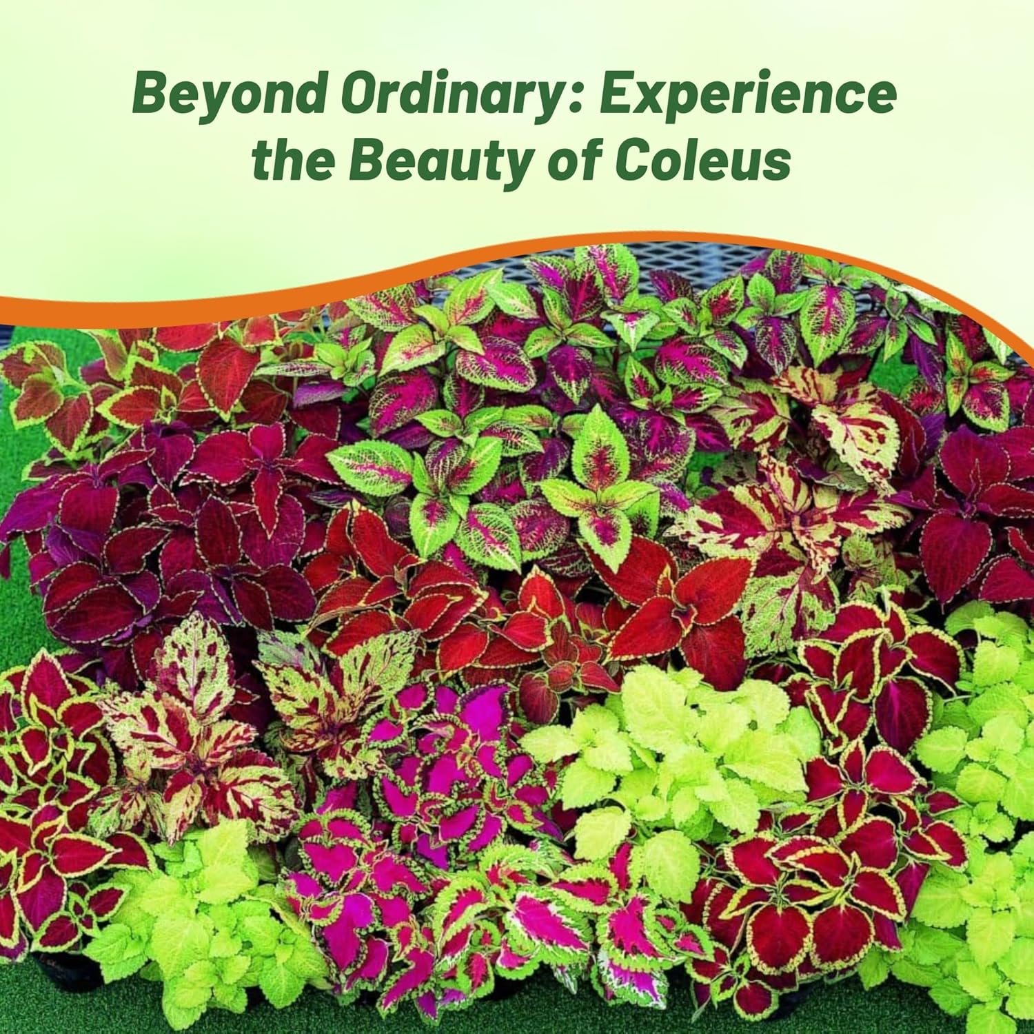 Coleus Rainbow Plant Mixture