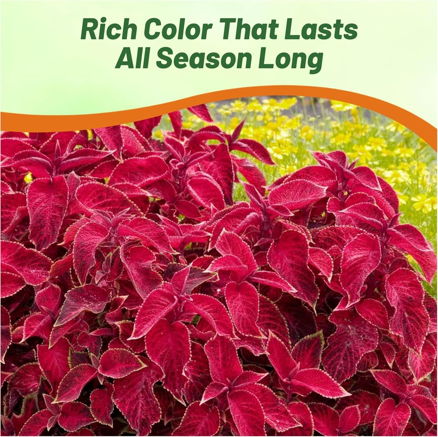 Coleus Velvet Red Seed Packet