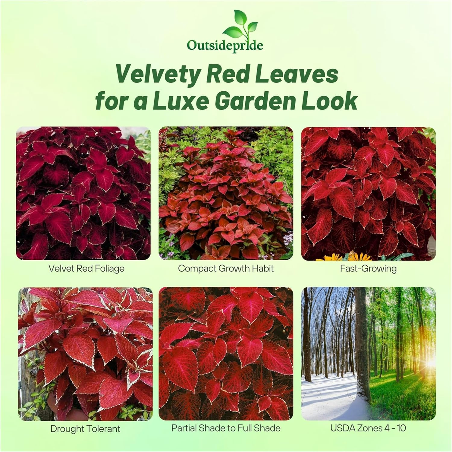 Coleus Velvet Red Container Plant Seed