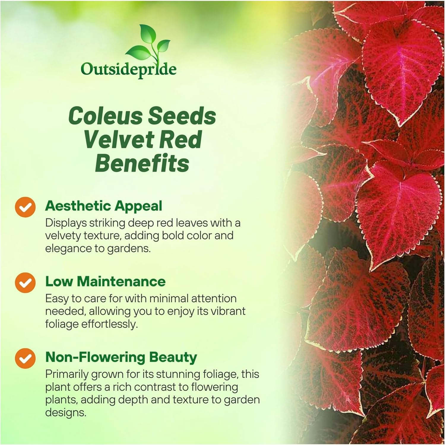 Coleus Velvet Red Indoor Plant Seed