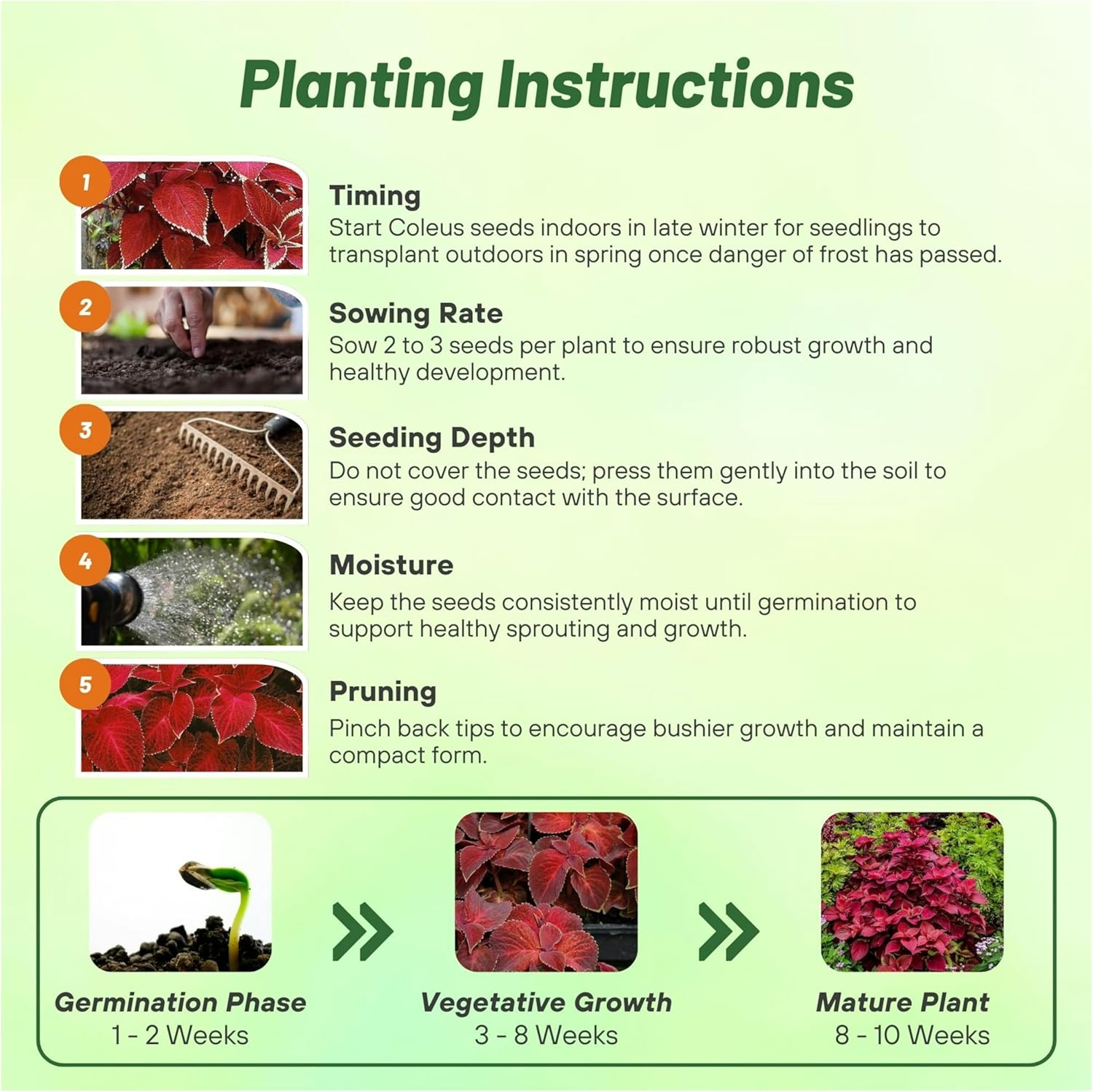 Coleus Velvet Red Planting Directions