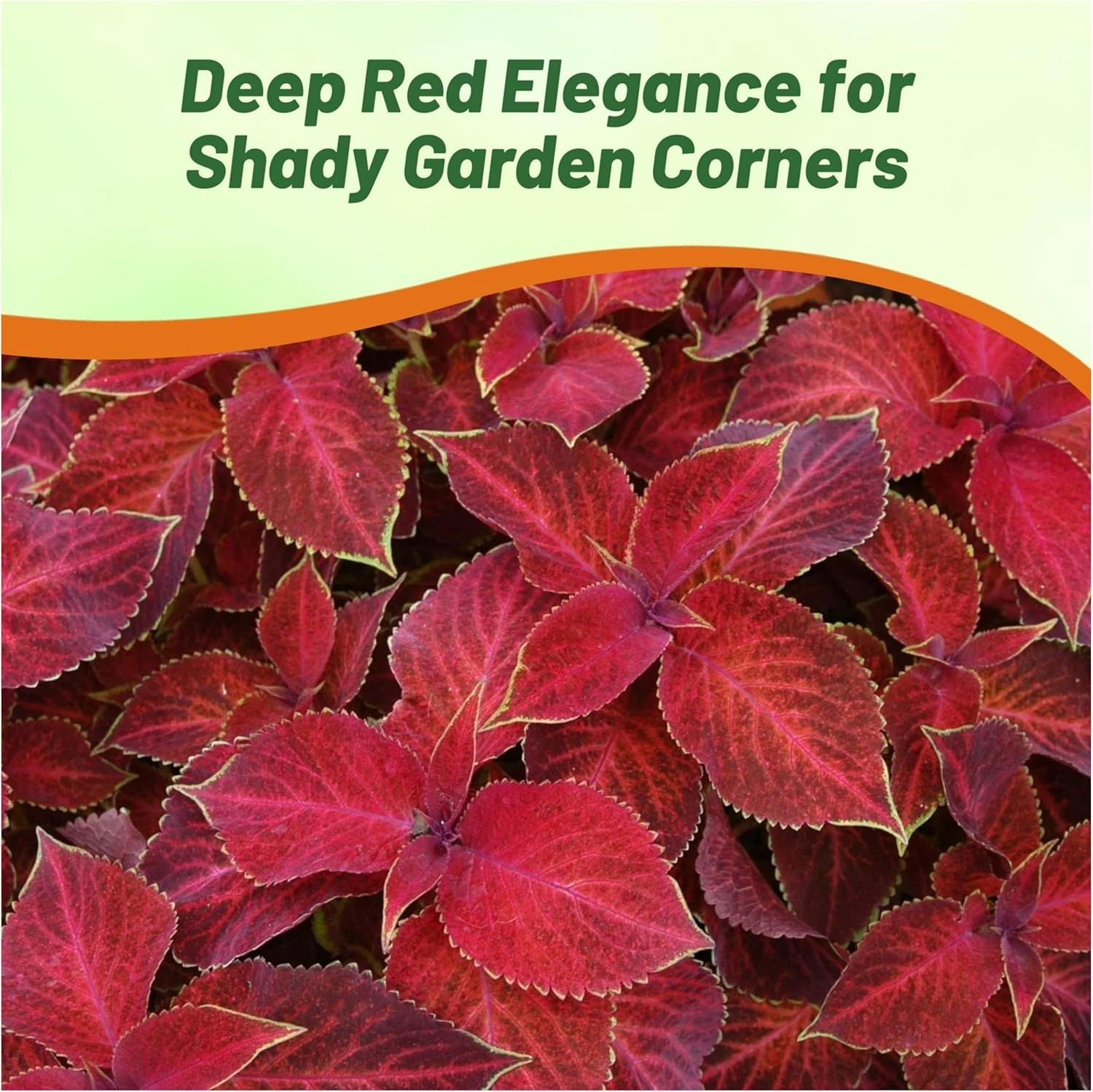 Coleus Velvet Red Plants