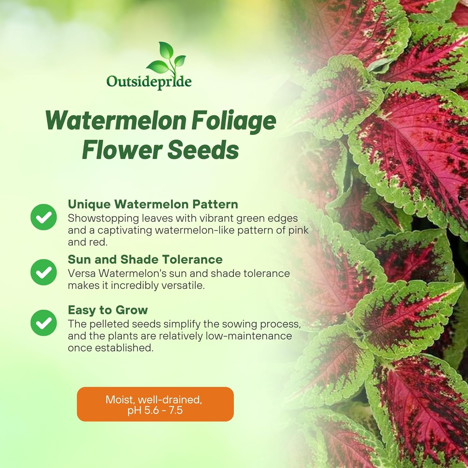 Coleus Watermelon Foliage Plant