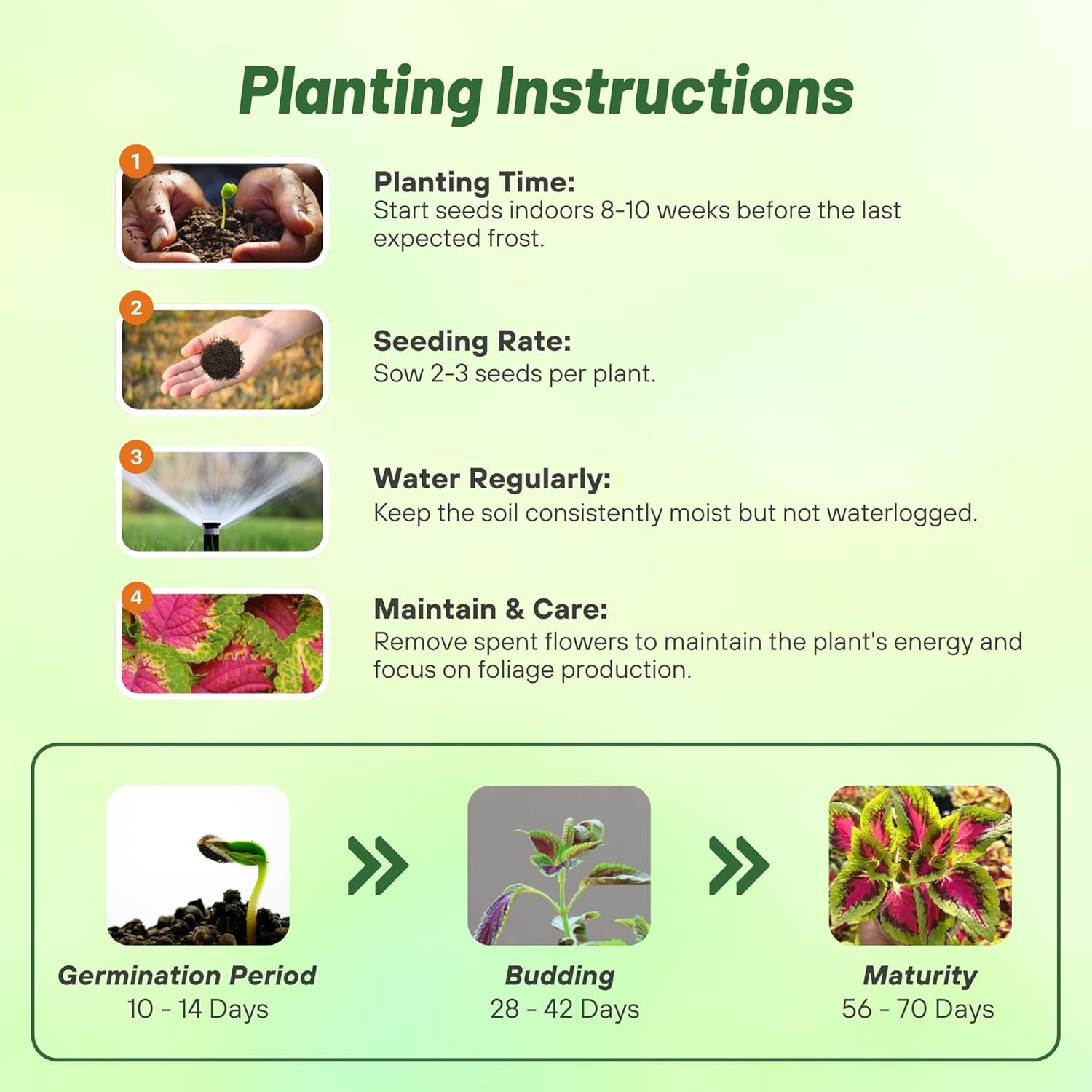 Coleus Versa Watermelon Planting Directions