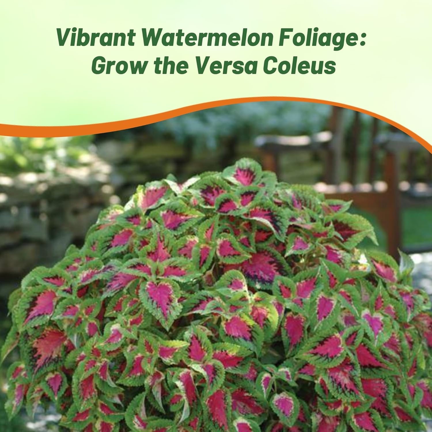 Coleus Versa Watermelon Indoor Plant