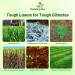 Combat Grass Seed Cold Tolerant