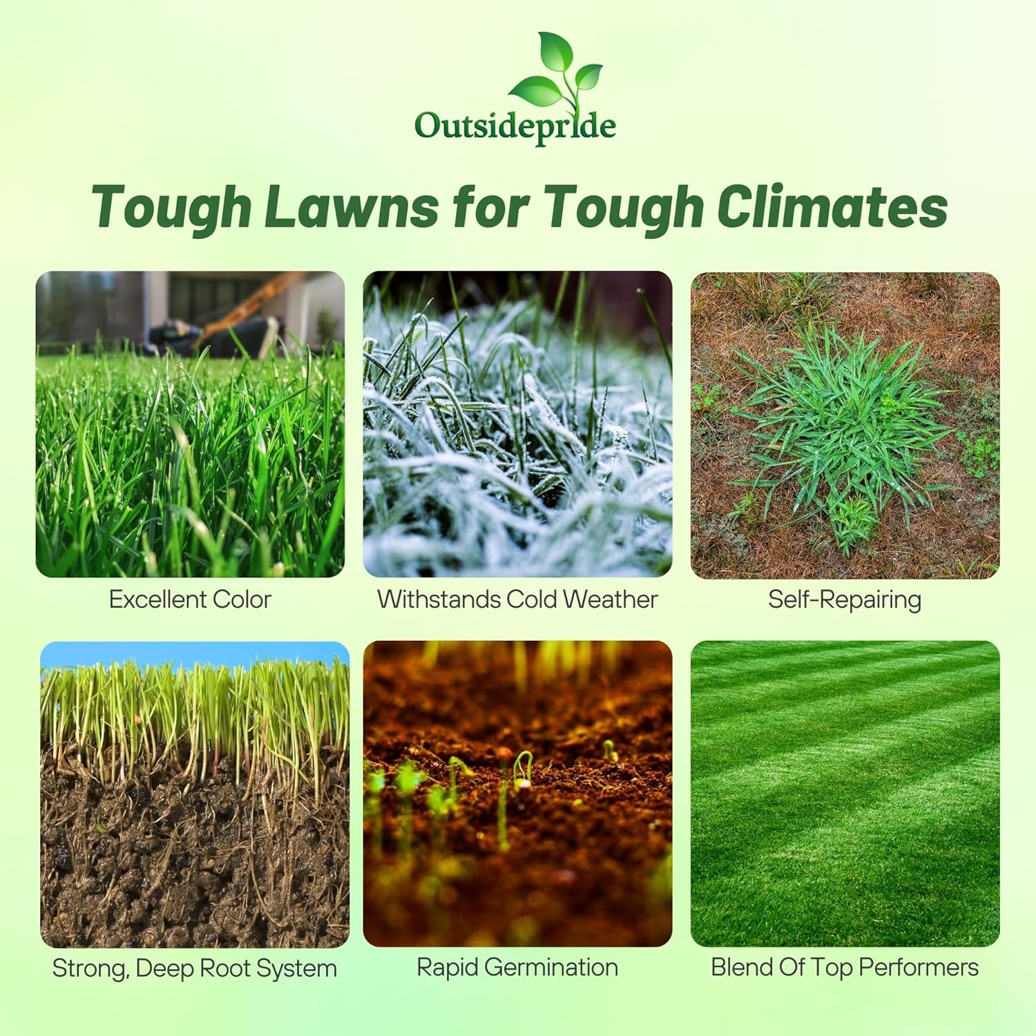 Combat Grass Seed Cold Tolerant