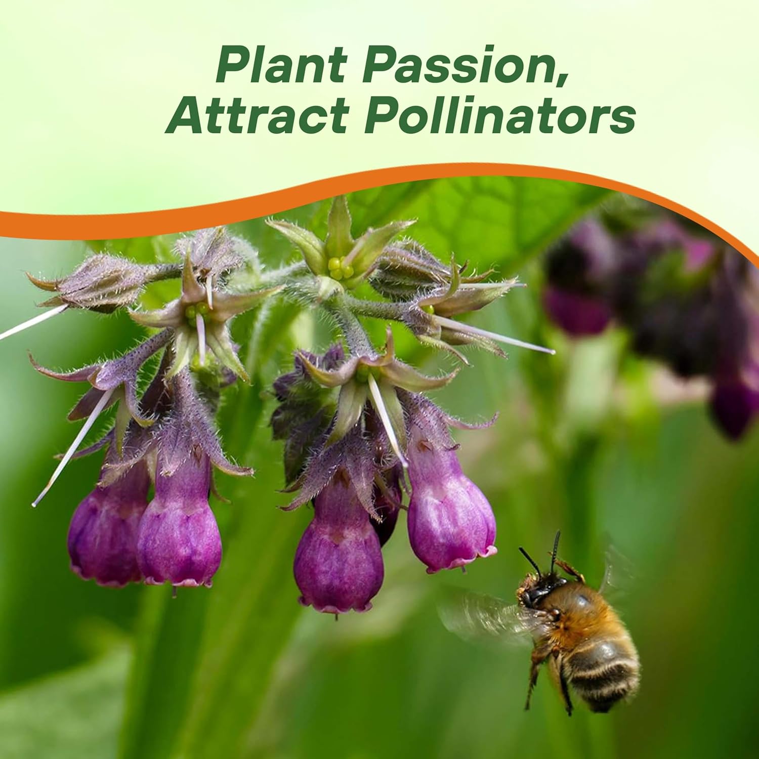 Comfrey Herb In Bloom Flowering